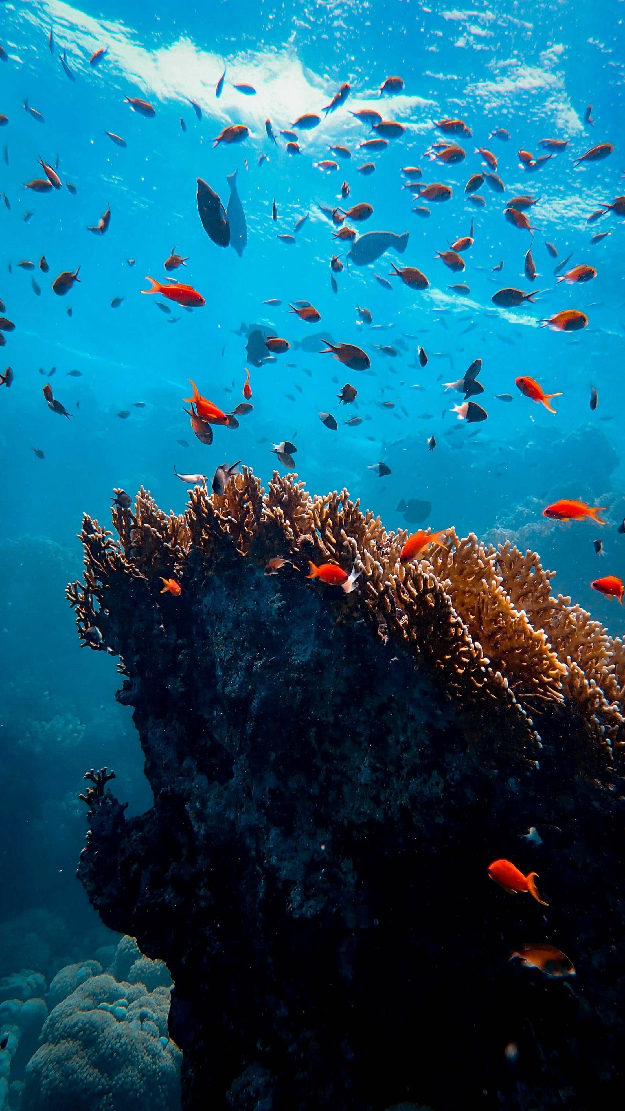 Marine life splendor, 4K phone wallpaper, Aquatic beauty, Underwater fascination, 2160x3840 4K Phone