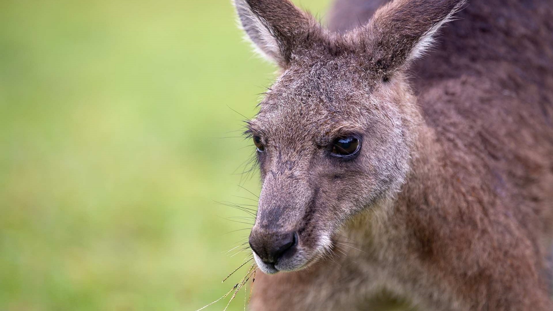 Save the kangaroo, Campaign Viva, Vegan charity, 1920x1080 Full HD Desktop