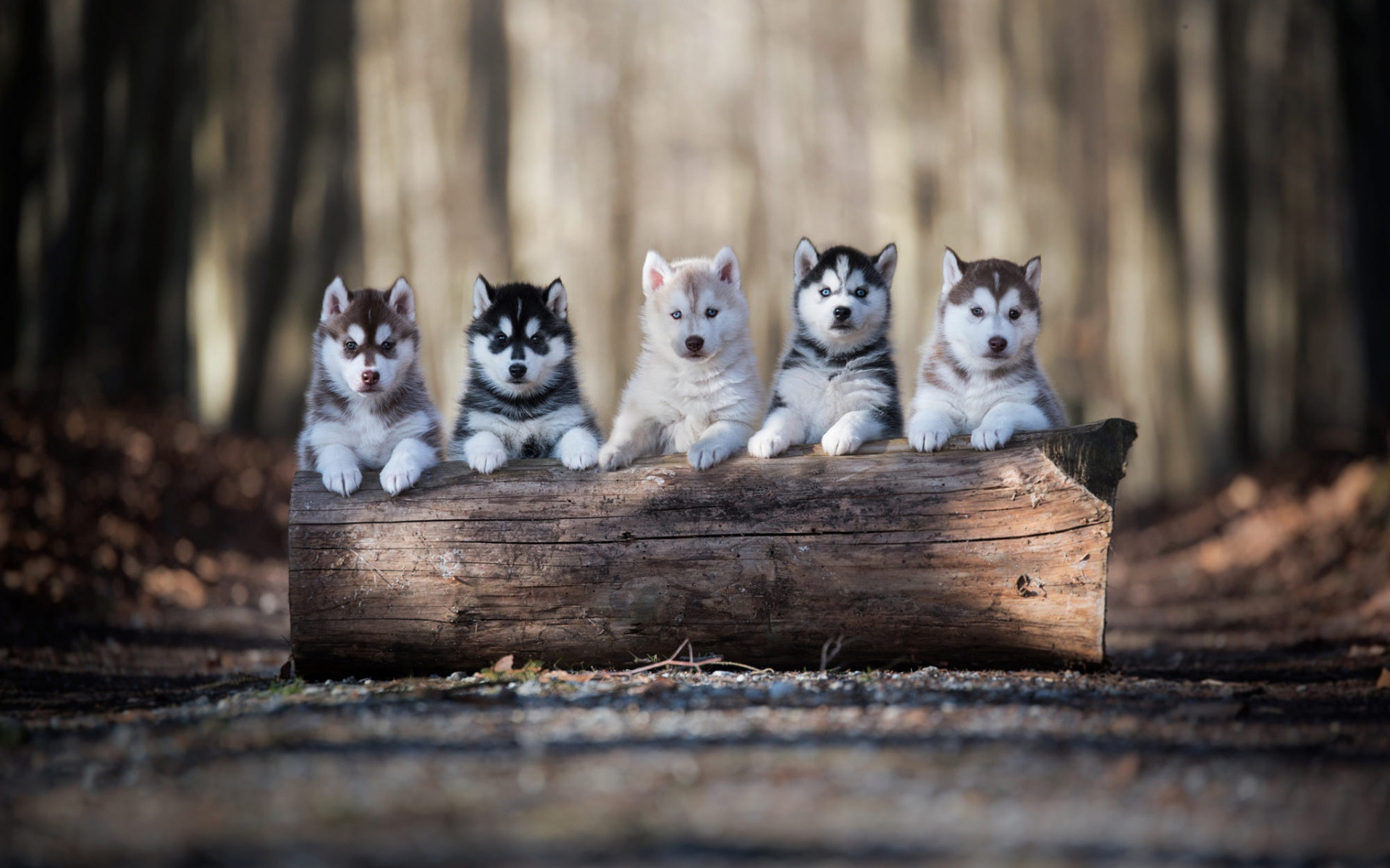 Husky, Pets Wallpaper, 1920x1200 HD Desktop