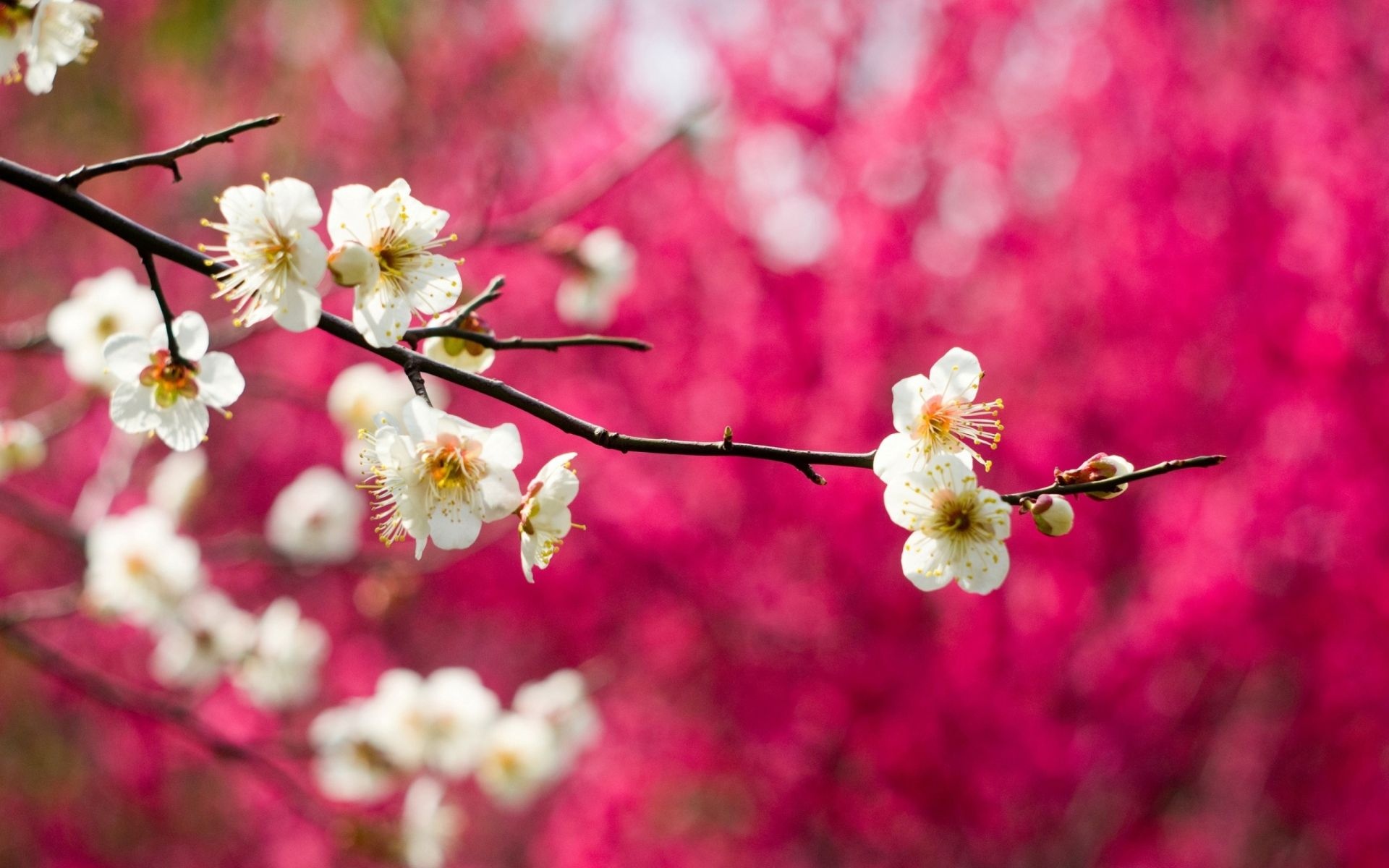 White cherry blossom branch, Blooming white flower petals, Vibrant magenta floral bokeh, HD Desktop wallpaper