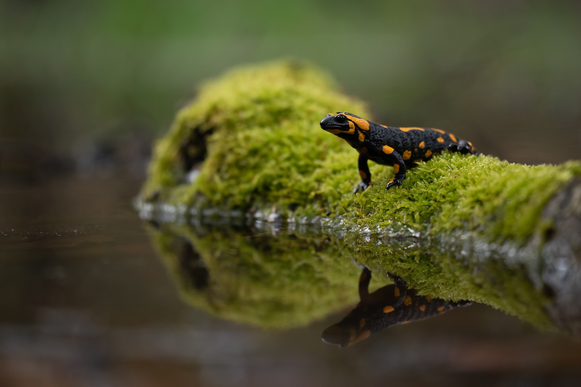 Salamander wallpaper, Artistic background, Samantha Sellers photo, Stunning detail, 2000x1340 HD Desktop