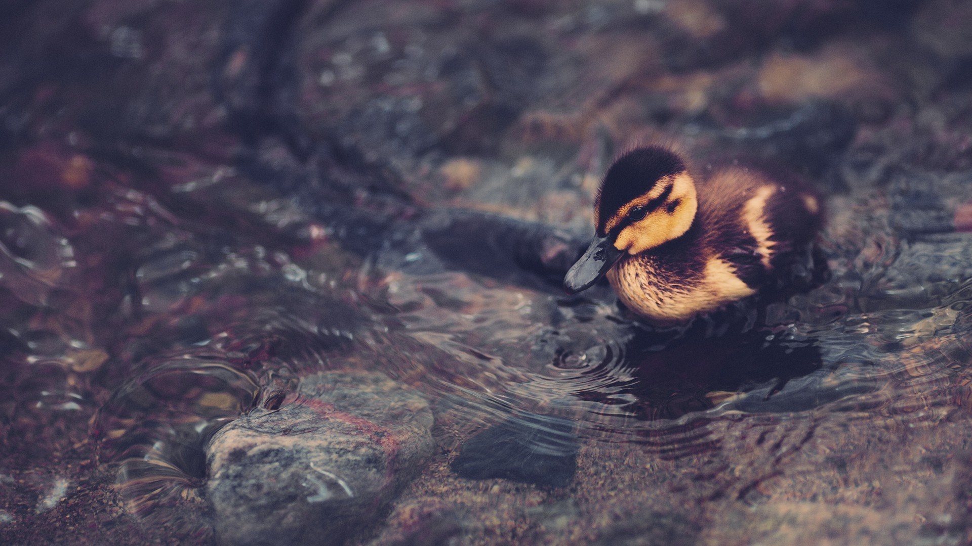 Striking duck wallpaper, High definition, Captivating imagery, Vibrant colors, 1920x1080 Full HD Desktop