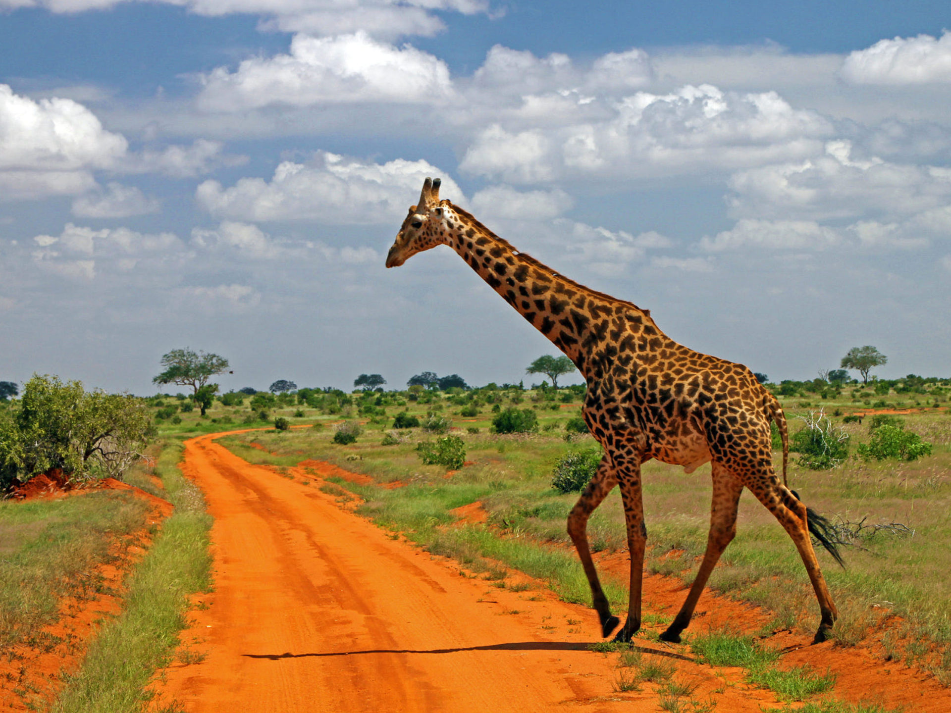 Giraffe family, Giraffidae, Tallest living, Land animal, 1920x1440 HD Desktop