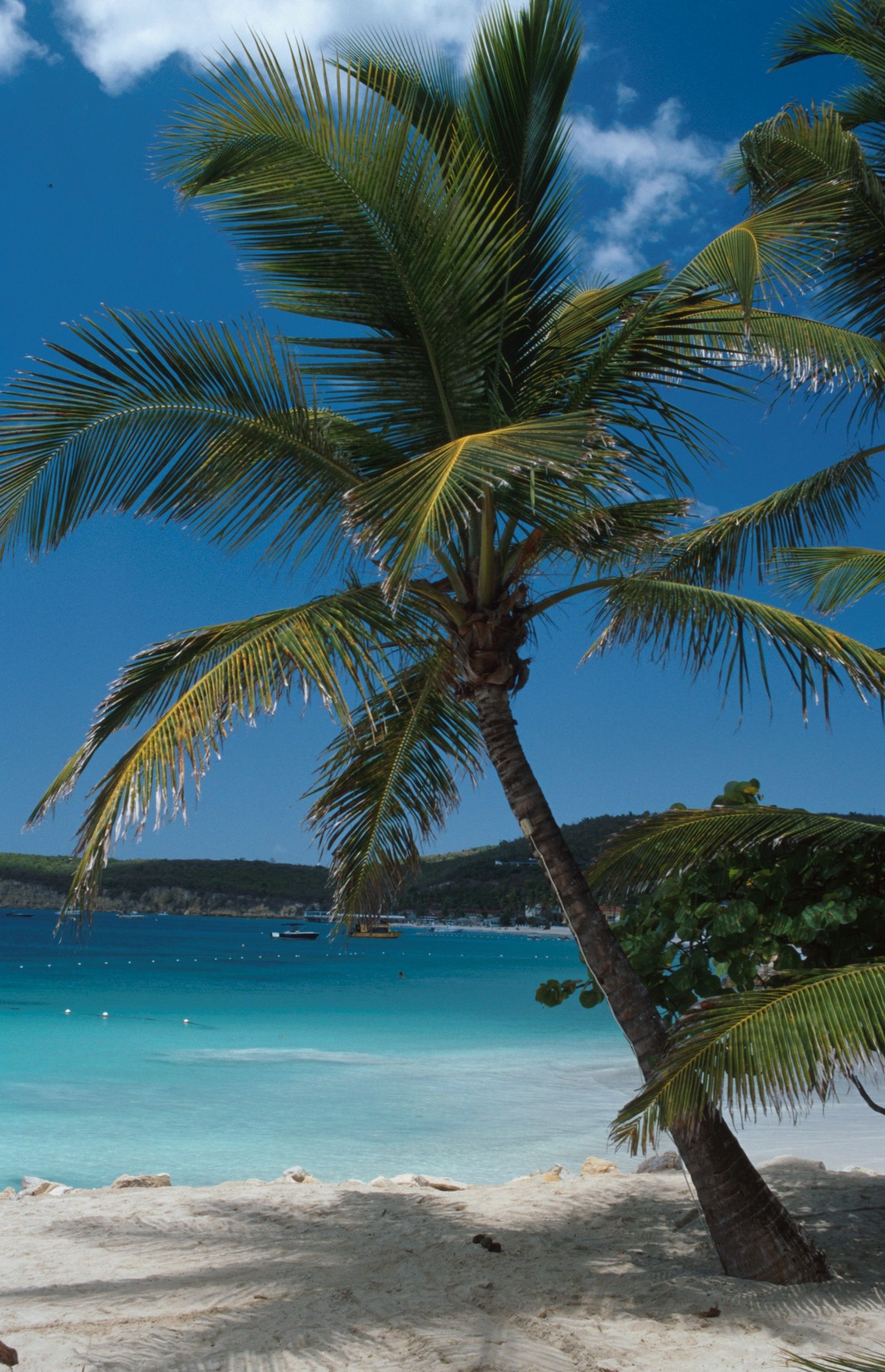 Leaning coconut palm tree, Turquoise tropical ocean bay, White sand beach, HD Phone wallpaper