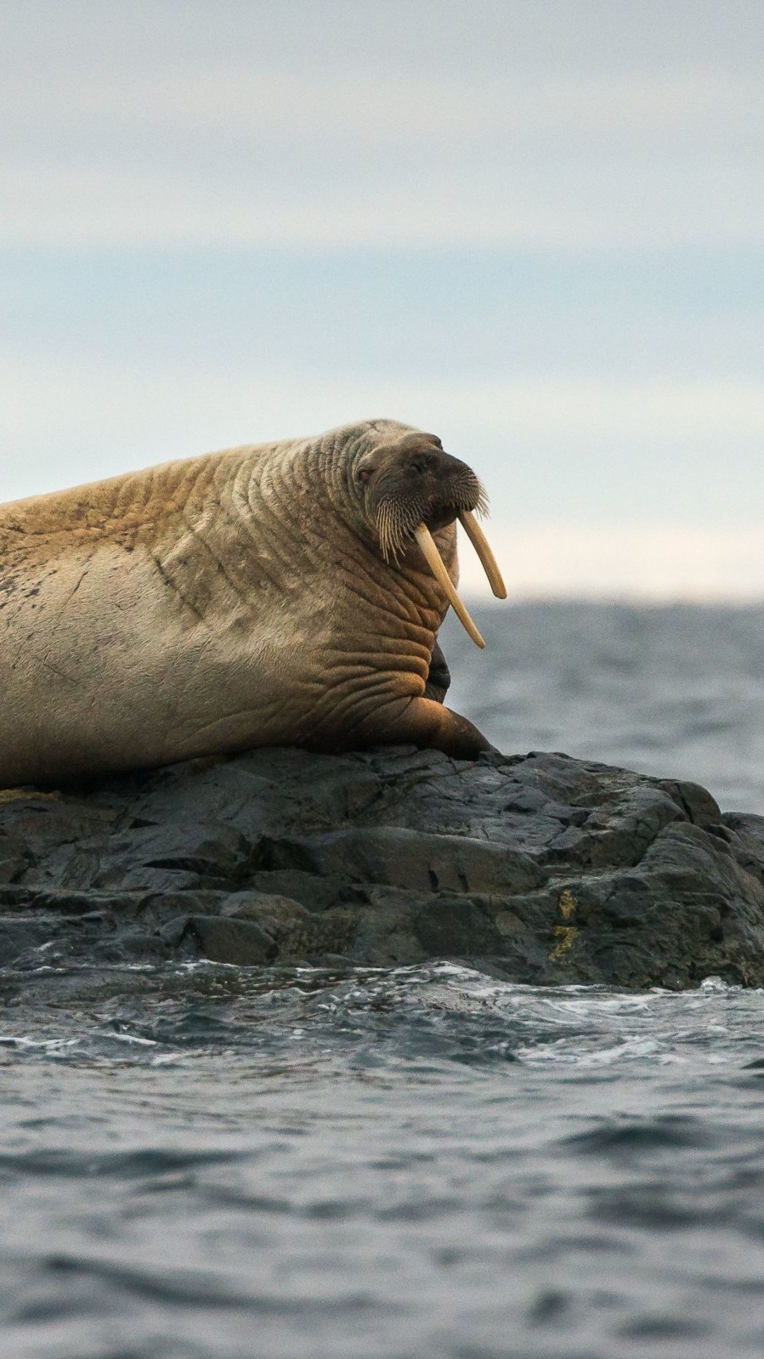 Walrus wallpaper, Ryan Peltier, Oceanic creature, Arctic, 1080x1920 Full HD Phone