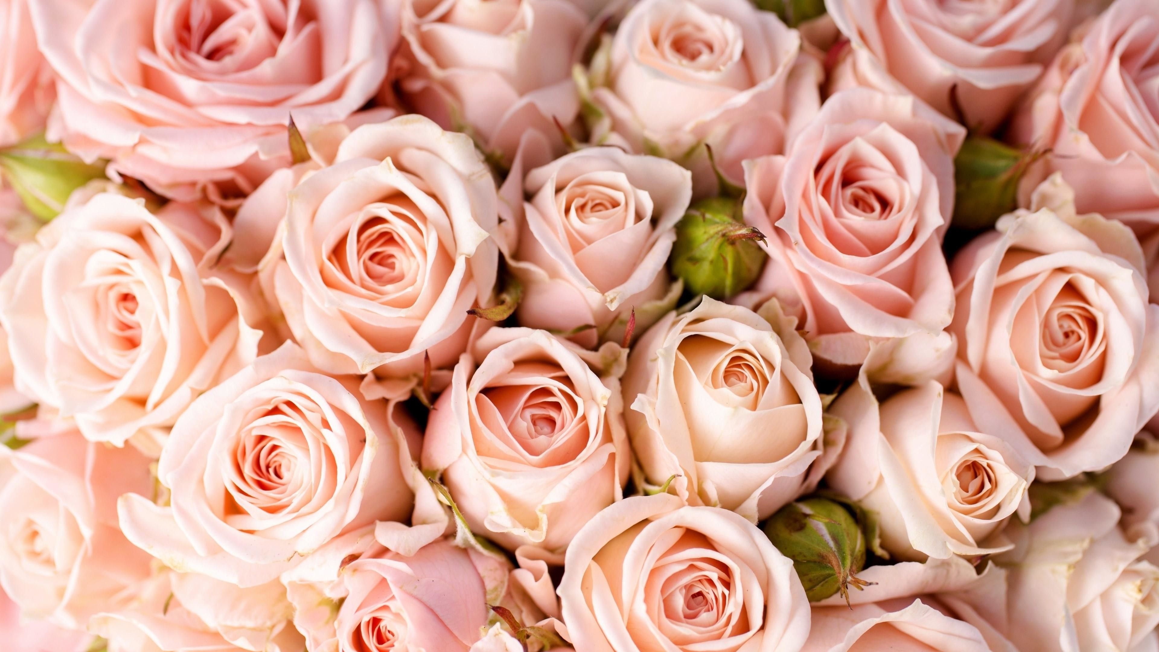 Pale pink rose bouquet, Peach rose blooms, Soft pastel floral arrangement, 4K Desktop wallpaper