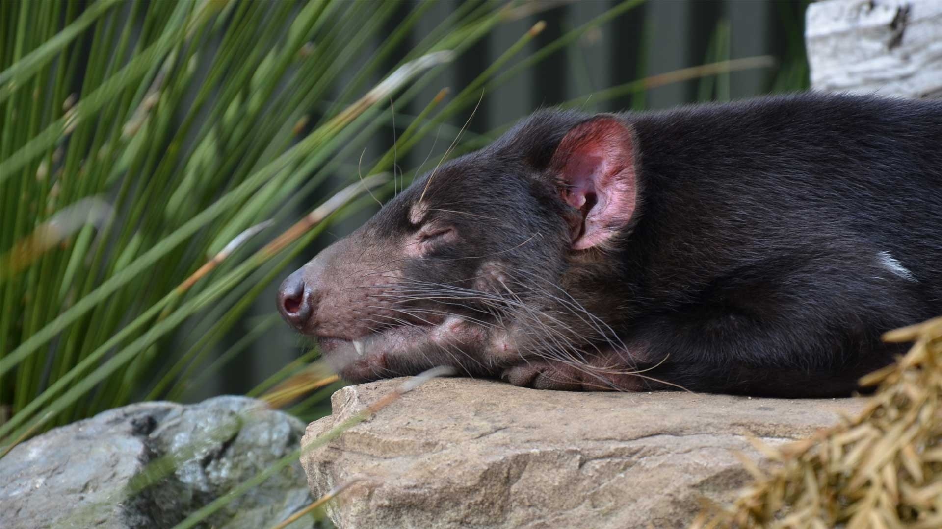 Tasmanian Devil dental care, Herod's dental visit, Auckland Zoo news, Animal health, 1920x1080 Full HD Desktop