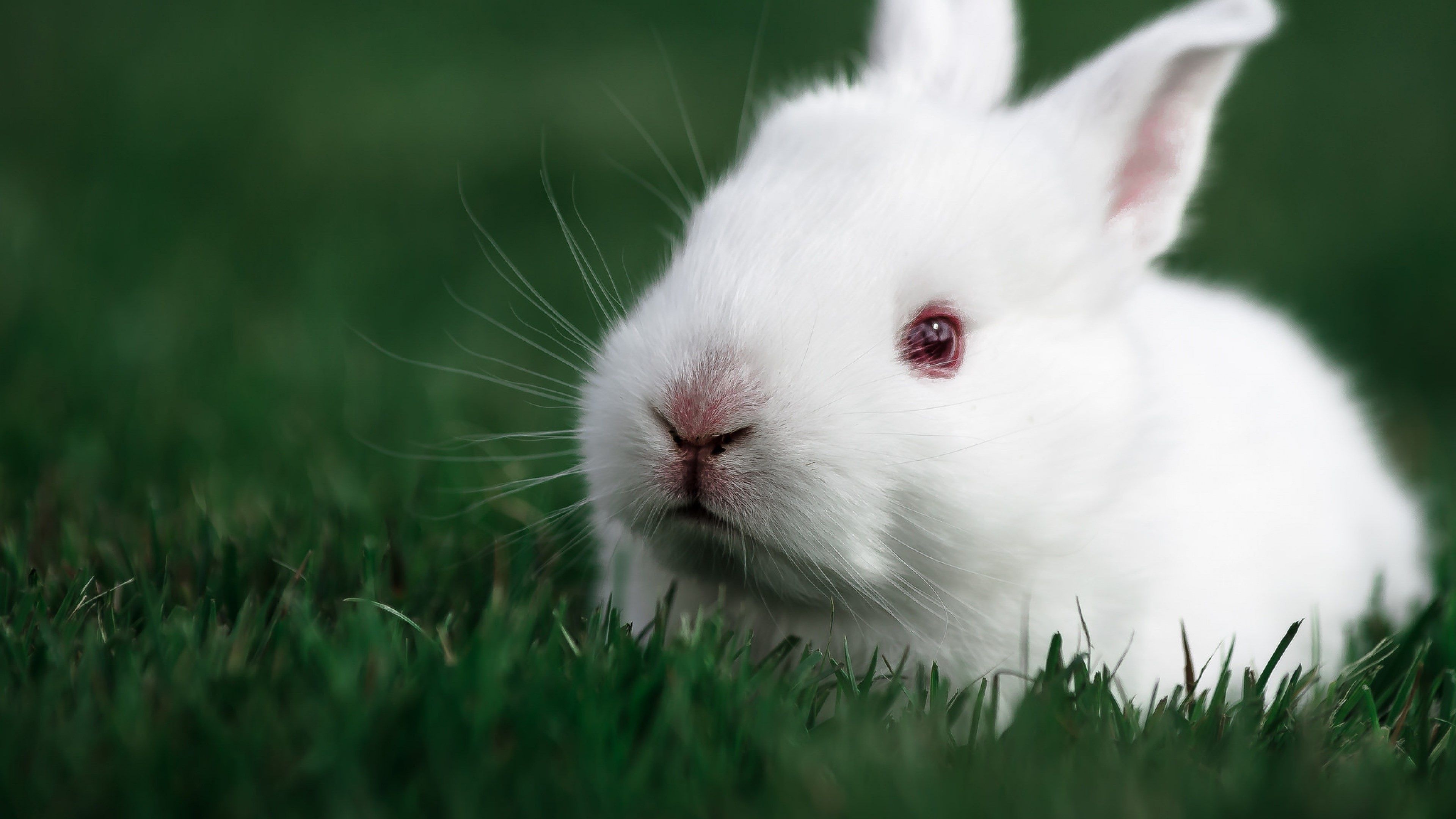 Bunny, Rabbit 4K wallpaper, Beautiful wild animals, Baby rabbit, 3840x2160 4K Desktop