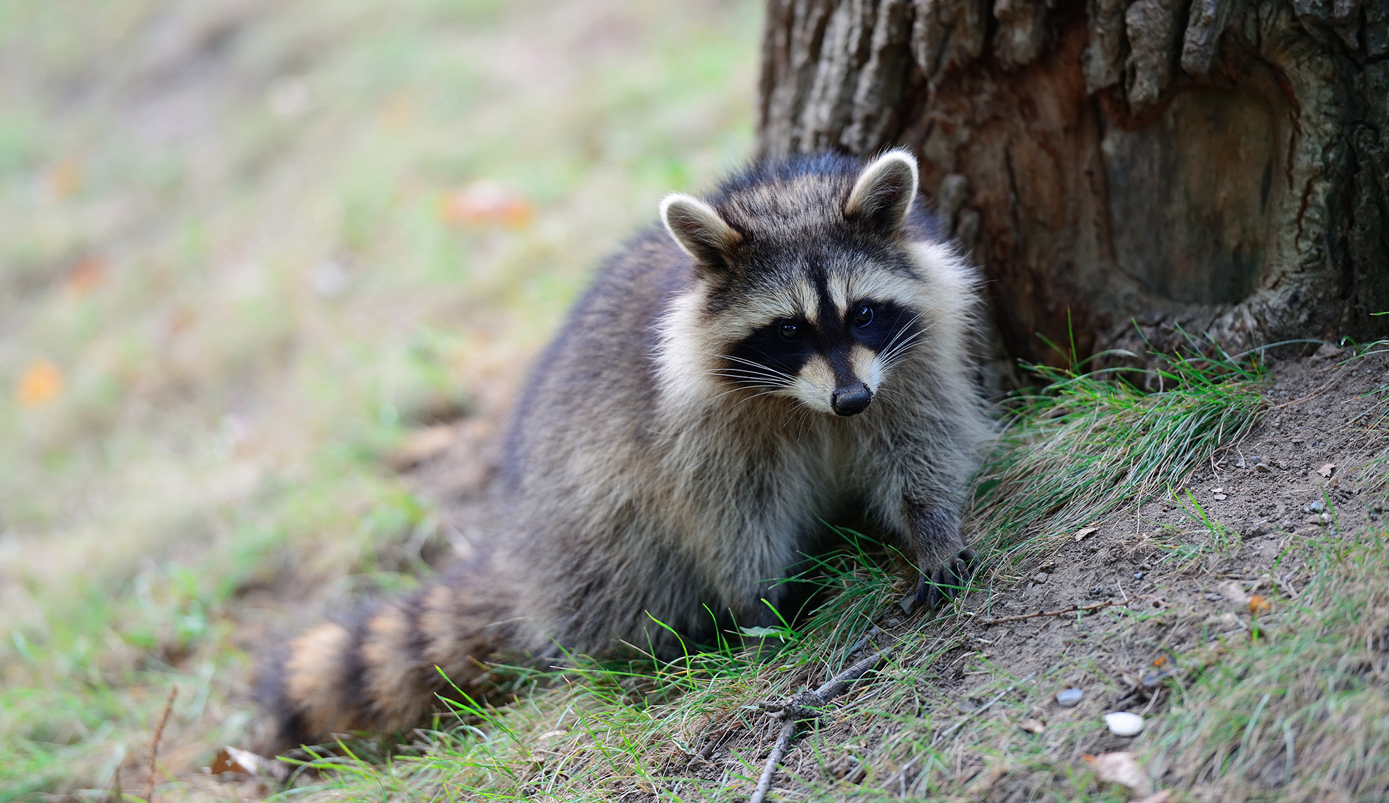 California living museum, Fascinating animal, Wildlife sanctuary, Raccoon habitat, 2000x1160 HD Desktop