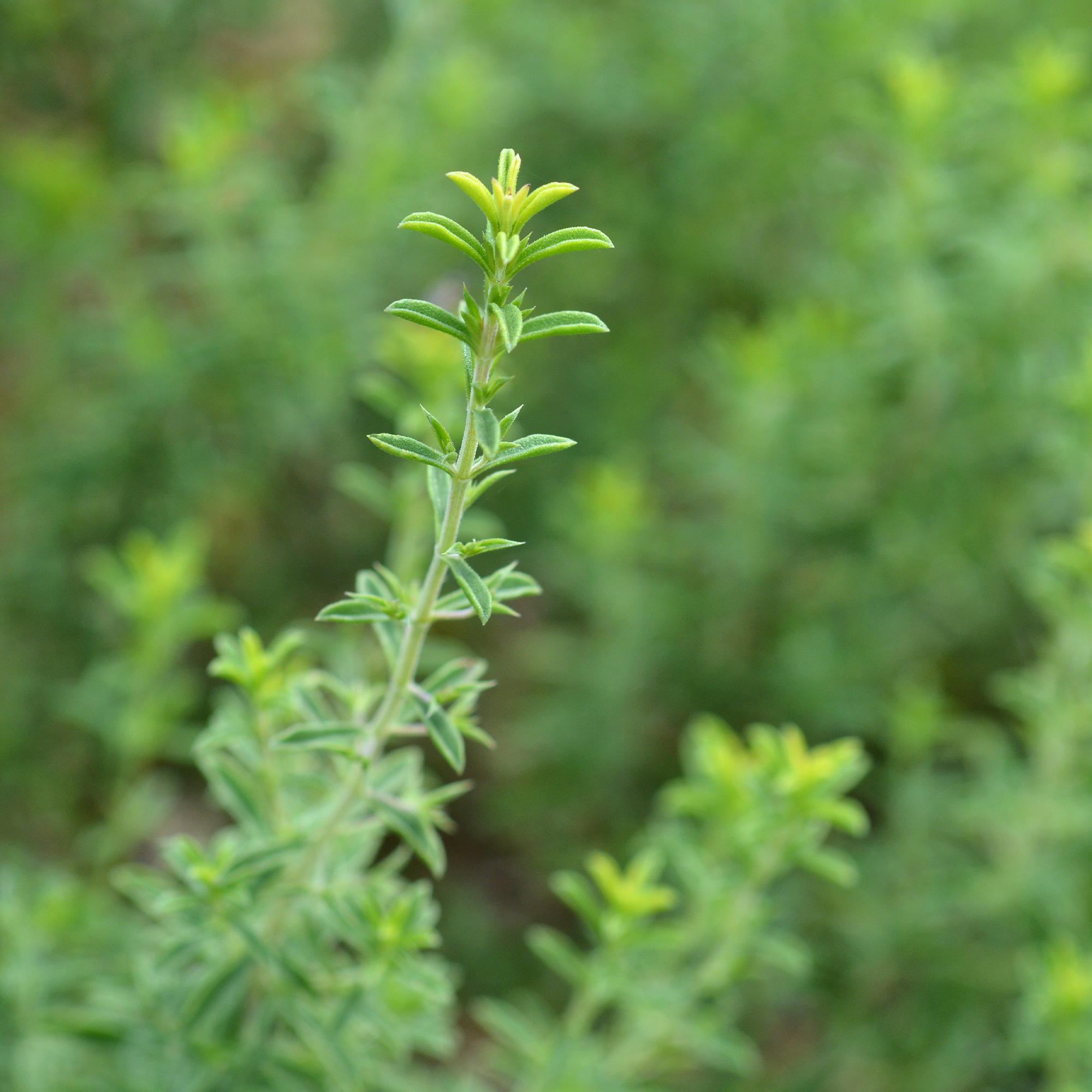 Culinary herb gardening, Winter savory seeds, Heirloom selection, 2000x2000 HD Phone