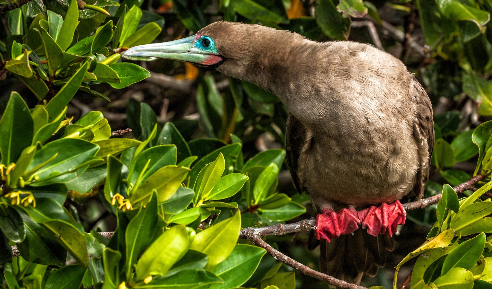 Red footed booby, Go Galapagos, Bird, Beautiful, 1930x1140 HD Desktop