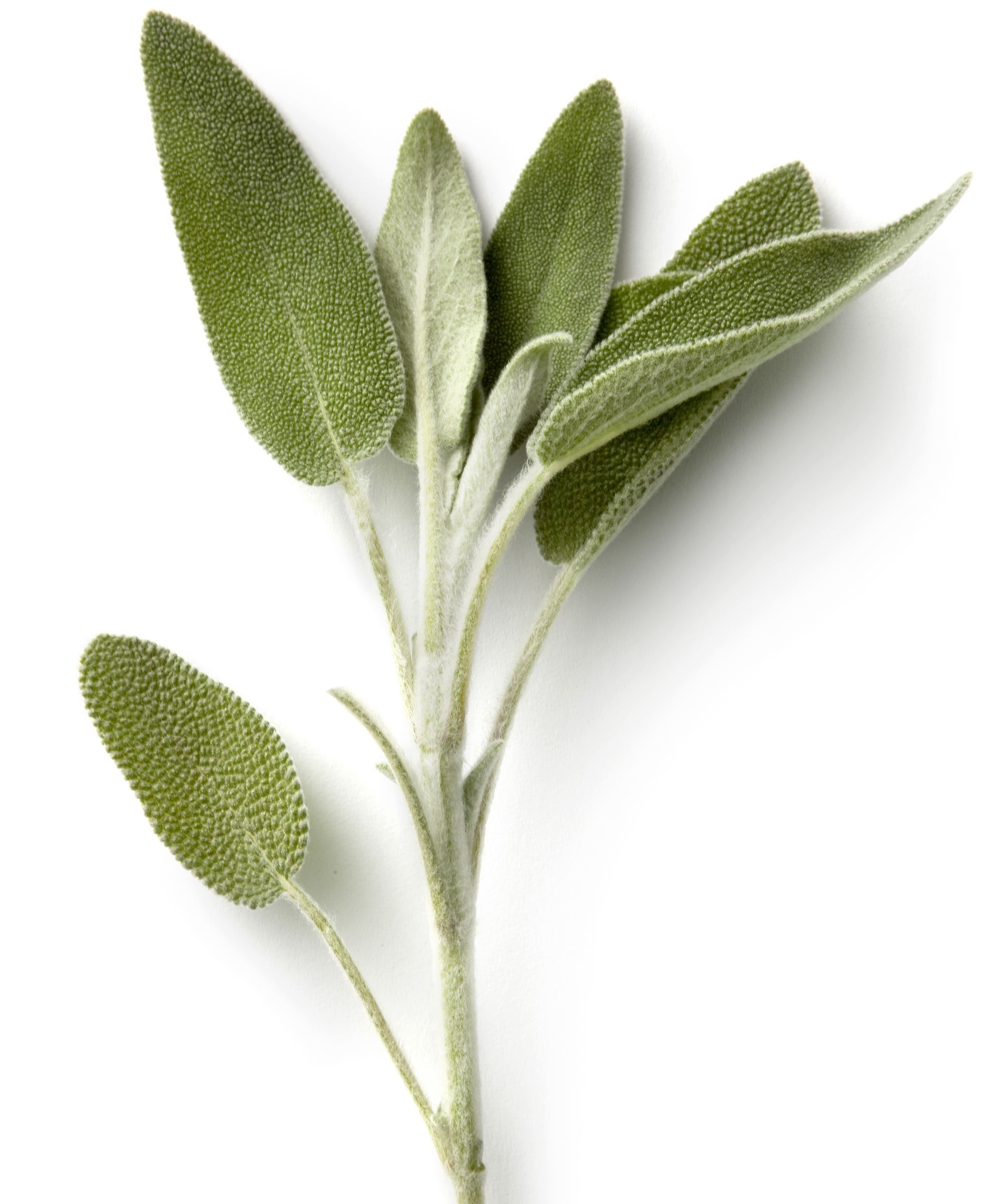 Sage herb, House smells, Magic herbs, Sage plant, 2000x2400 HD Phone