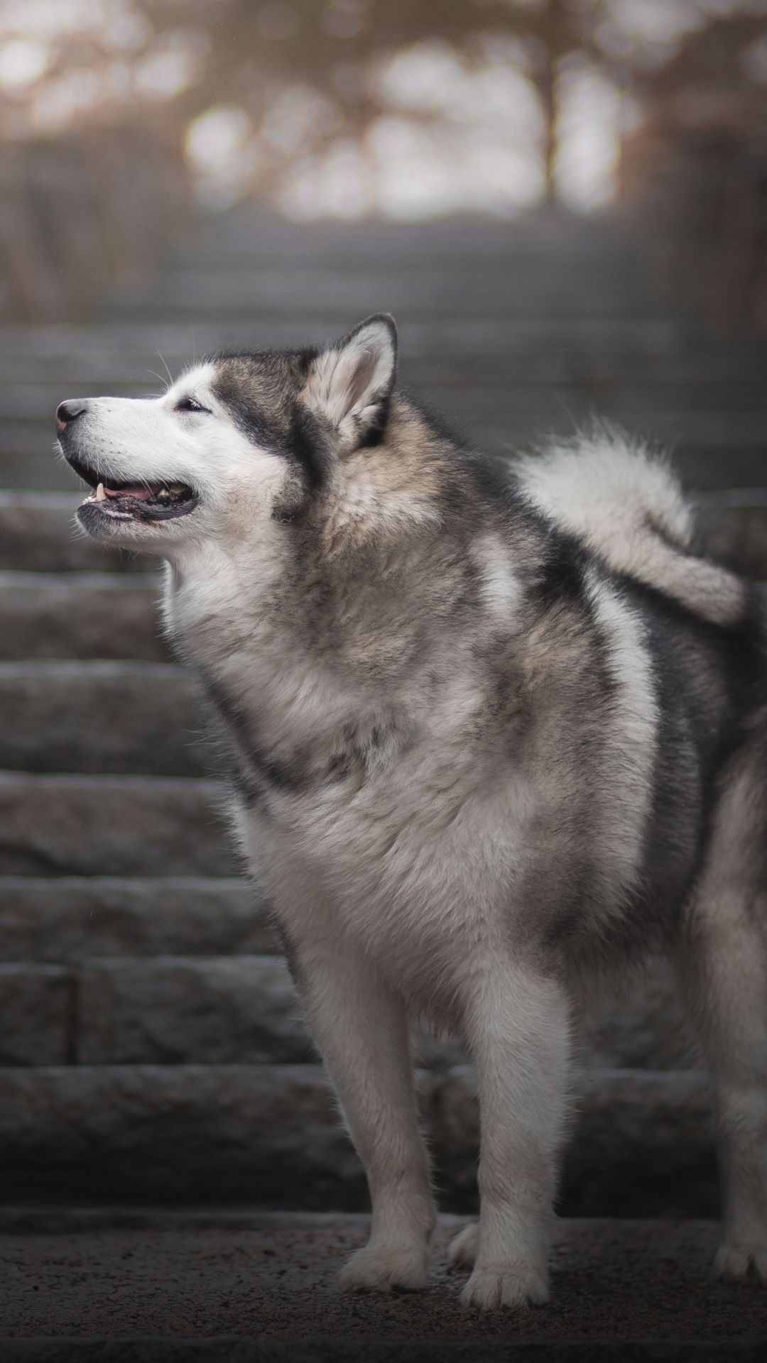 Alaskan Malamute phone wallpaper, John peltier, Husky wallpaper, Alaskan Malamute, 1080x1920 Full HD Phone