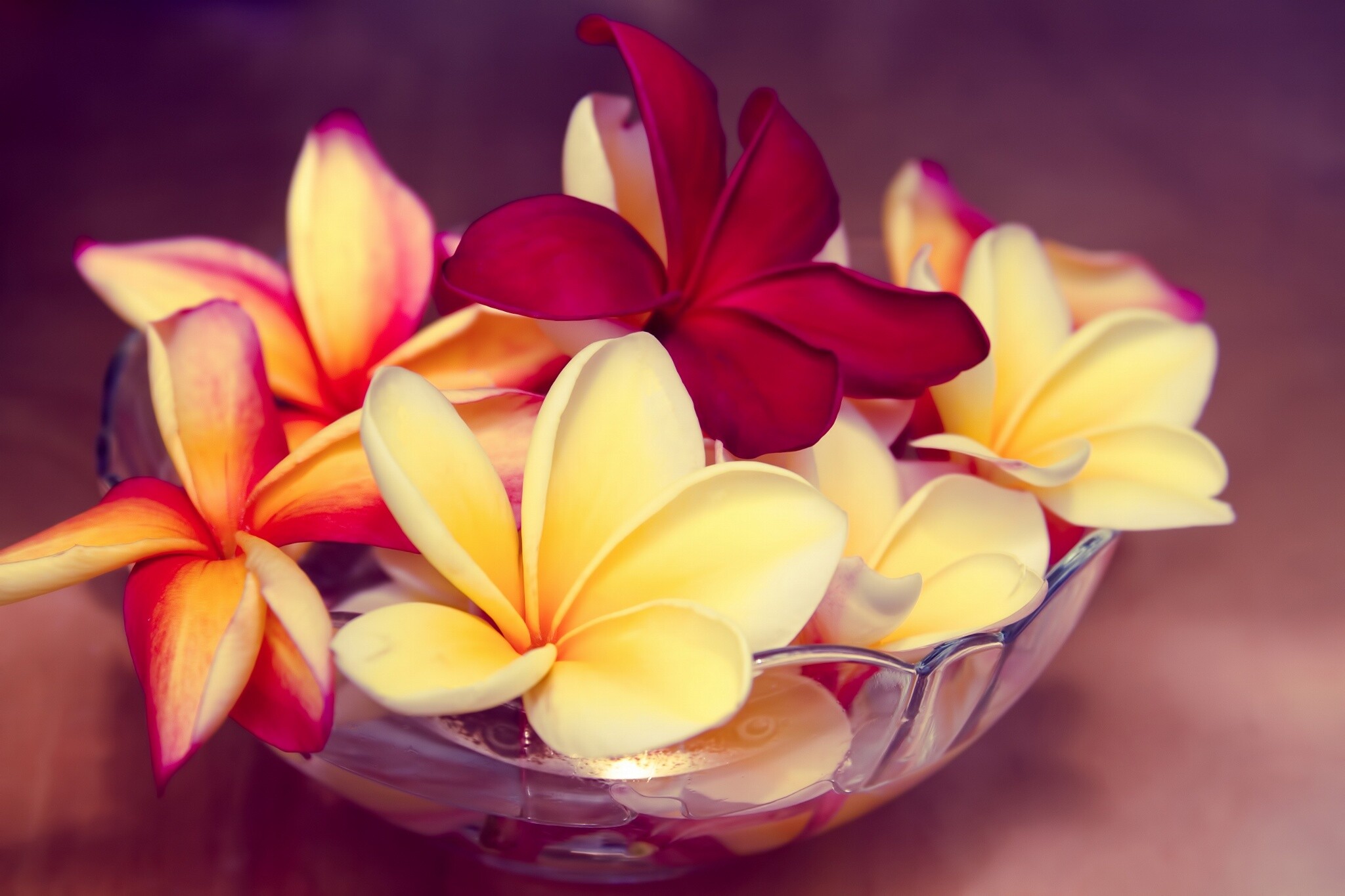 Still life beauty, Bowl of flowers, Red and yellow frangipani, Captivating image, 2050x1370 HD Desktop