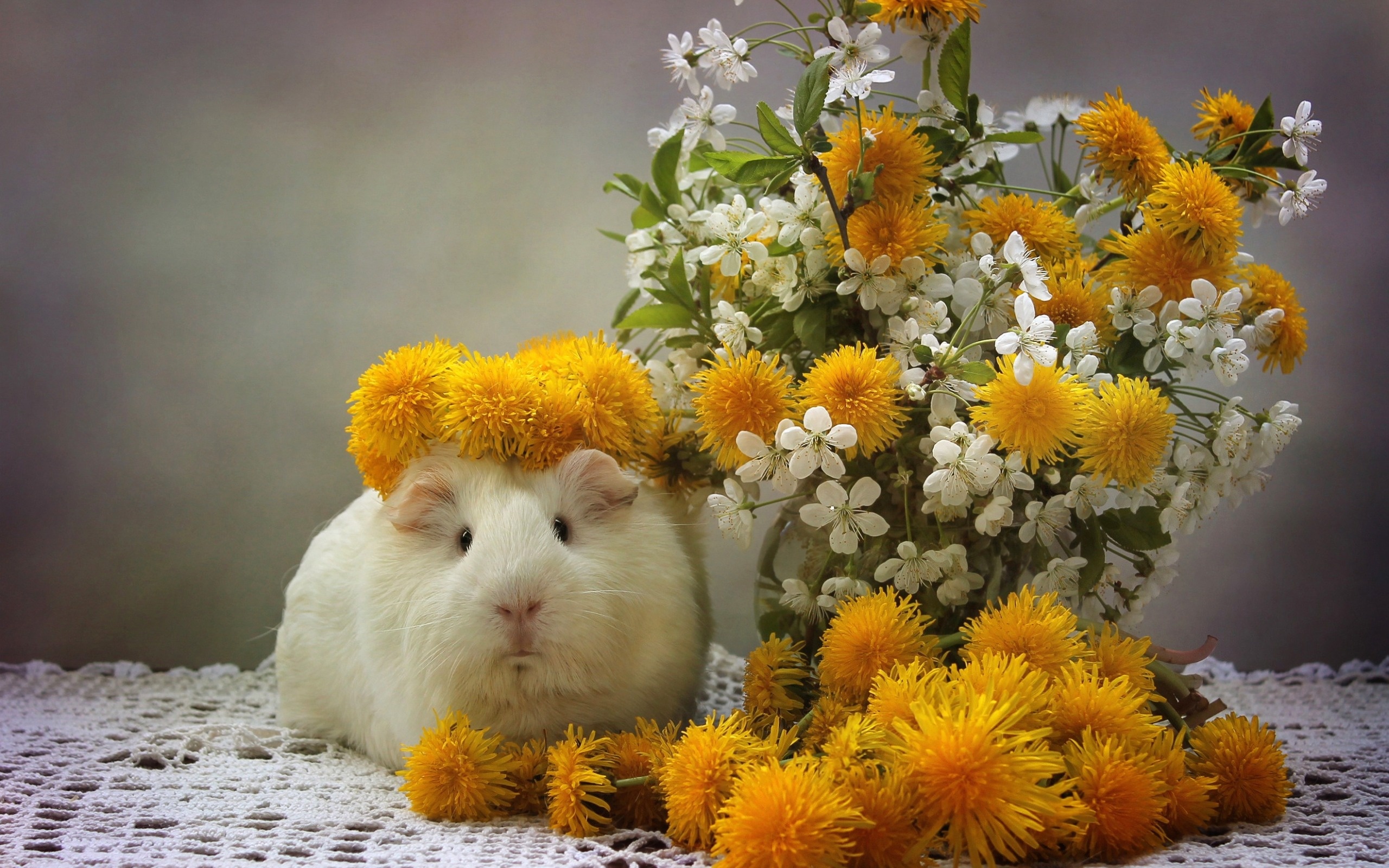 Flower, Guinea Pigs Wallpaper, 2560x1600 HD Desktop