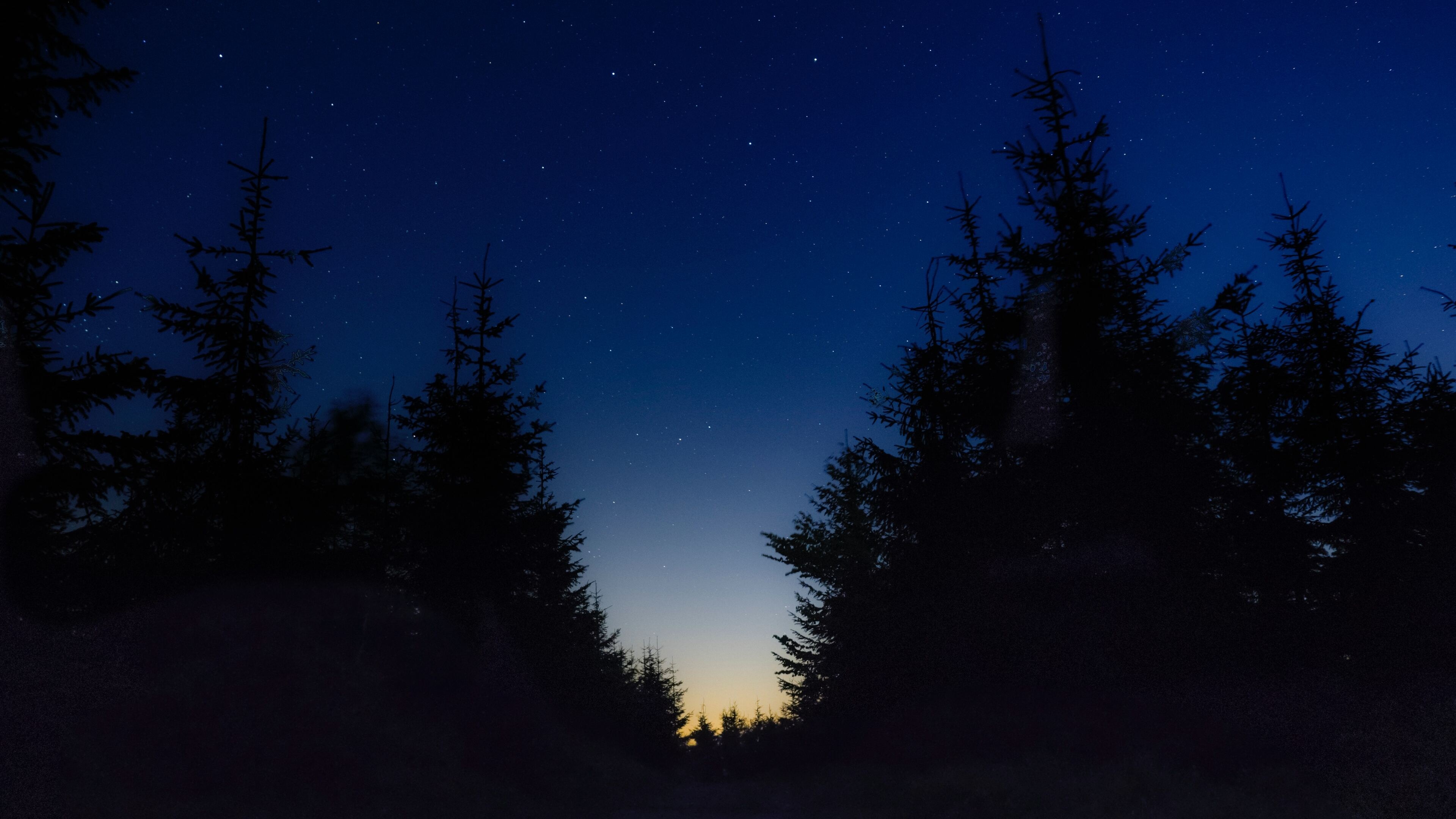 Forest Trees, Evening Sky, Nature, Scenic View, Tranquil Ambiance, 3840x2160 4K Desktop