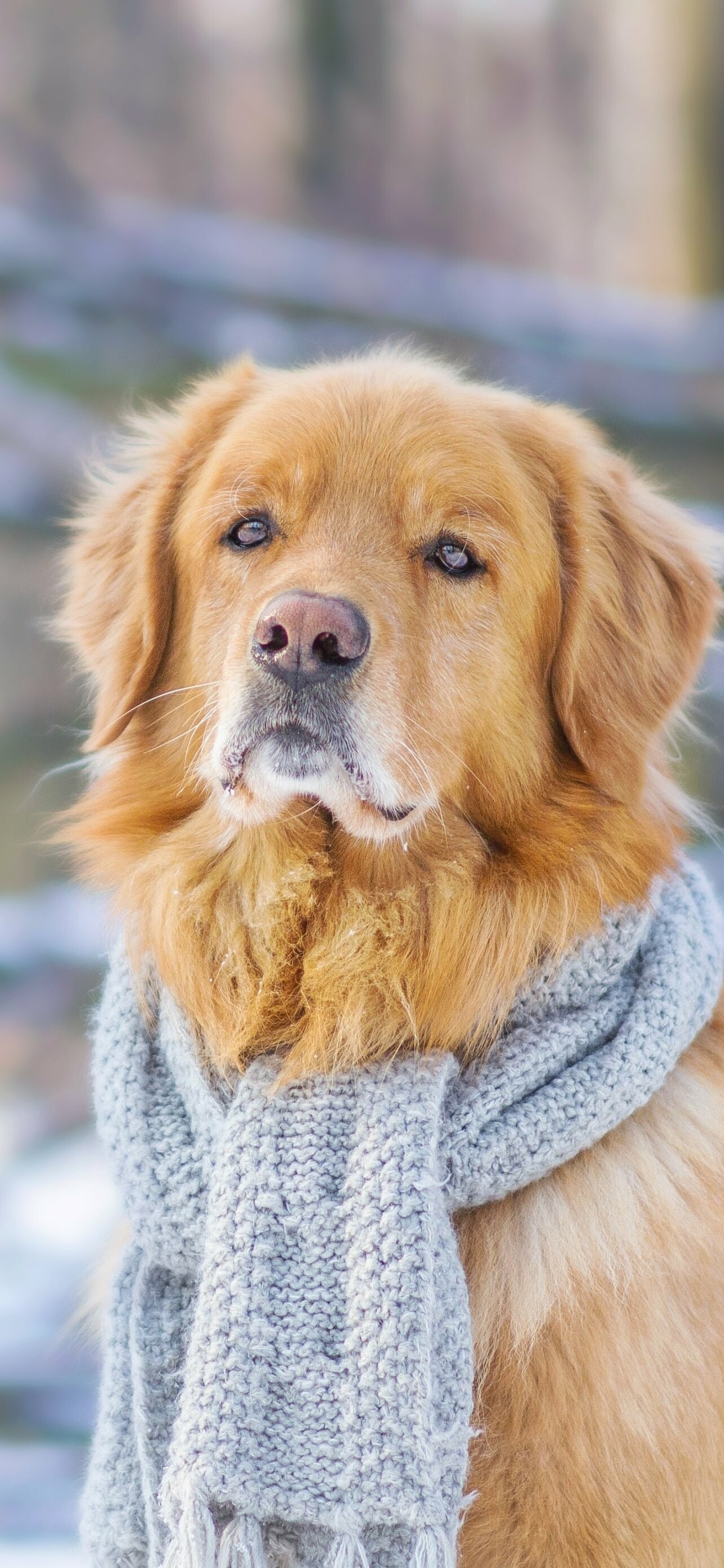 Animal, Golden Retriever, Lovable companion, Nature's gift, 1290x2780 HD Phone