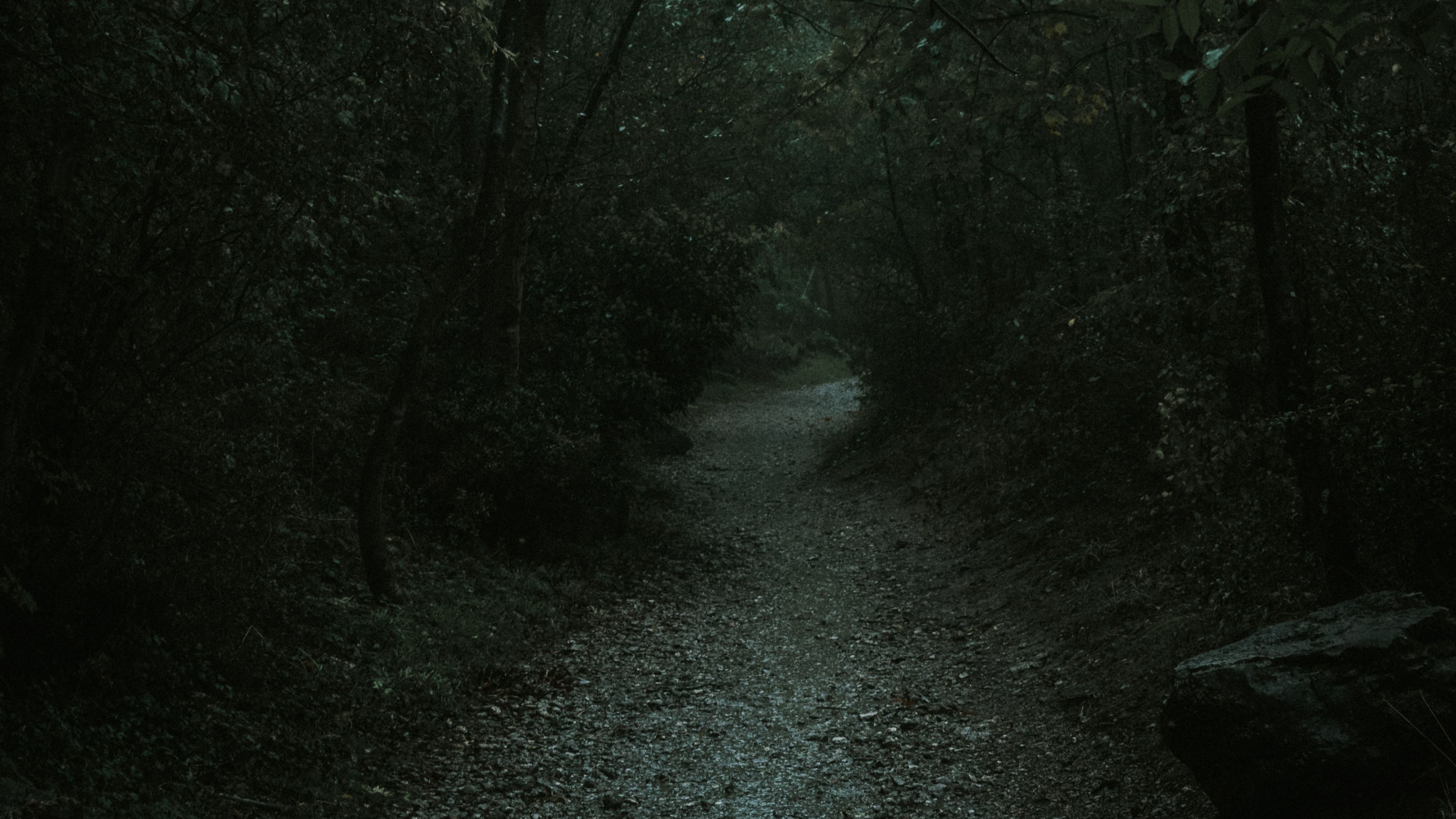 winding gravel forest trail, dense shadowed woodland canopy, mossy trailside boulder, 4K Desktop wallpaper