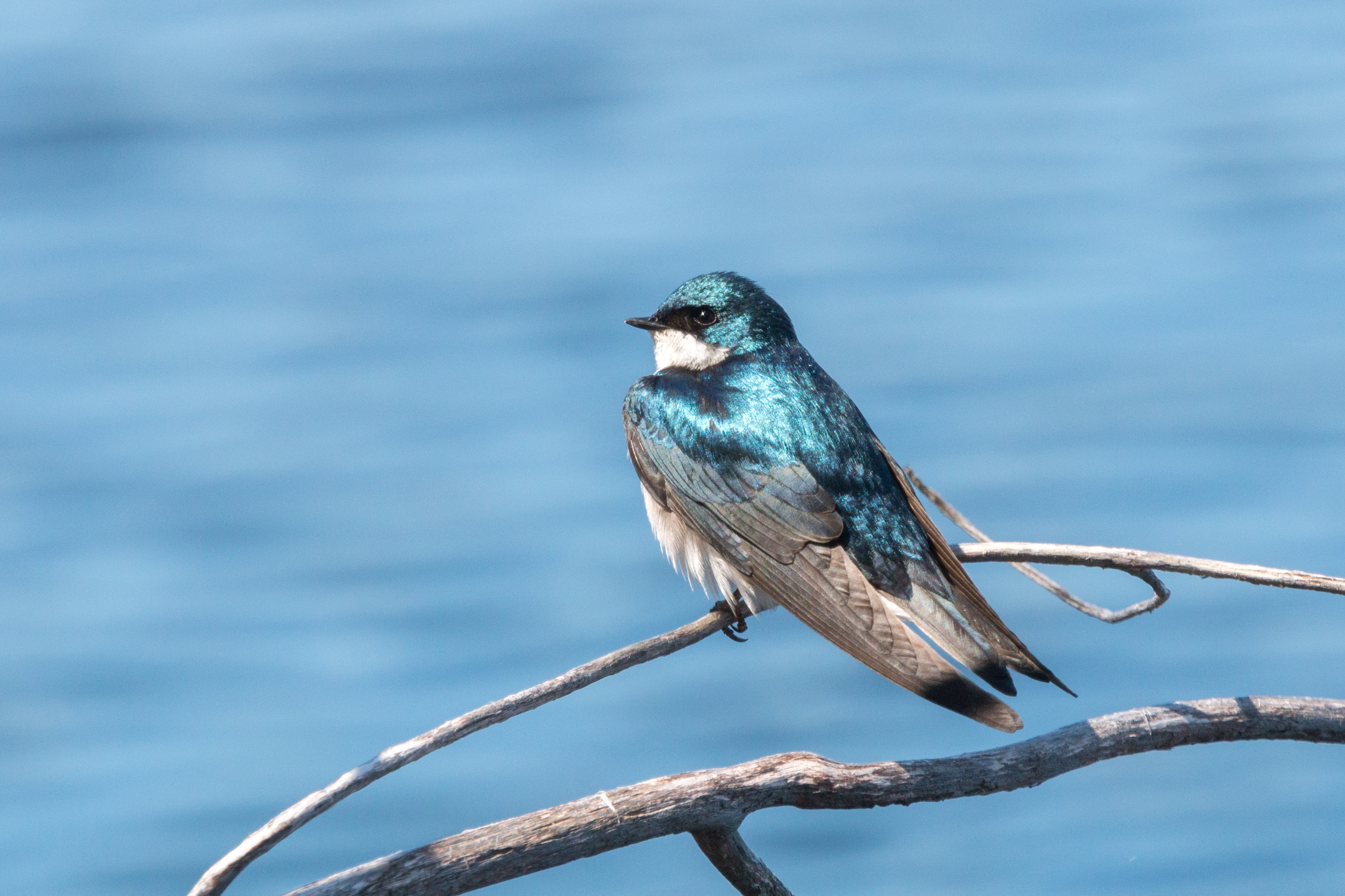 Swallow wallpapers, Desktop backgrounds, Feathered friends, Avian beauty, 3130x2090 HD Desktop