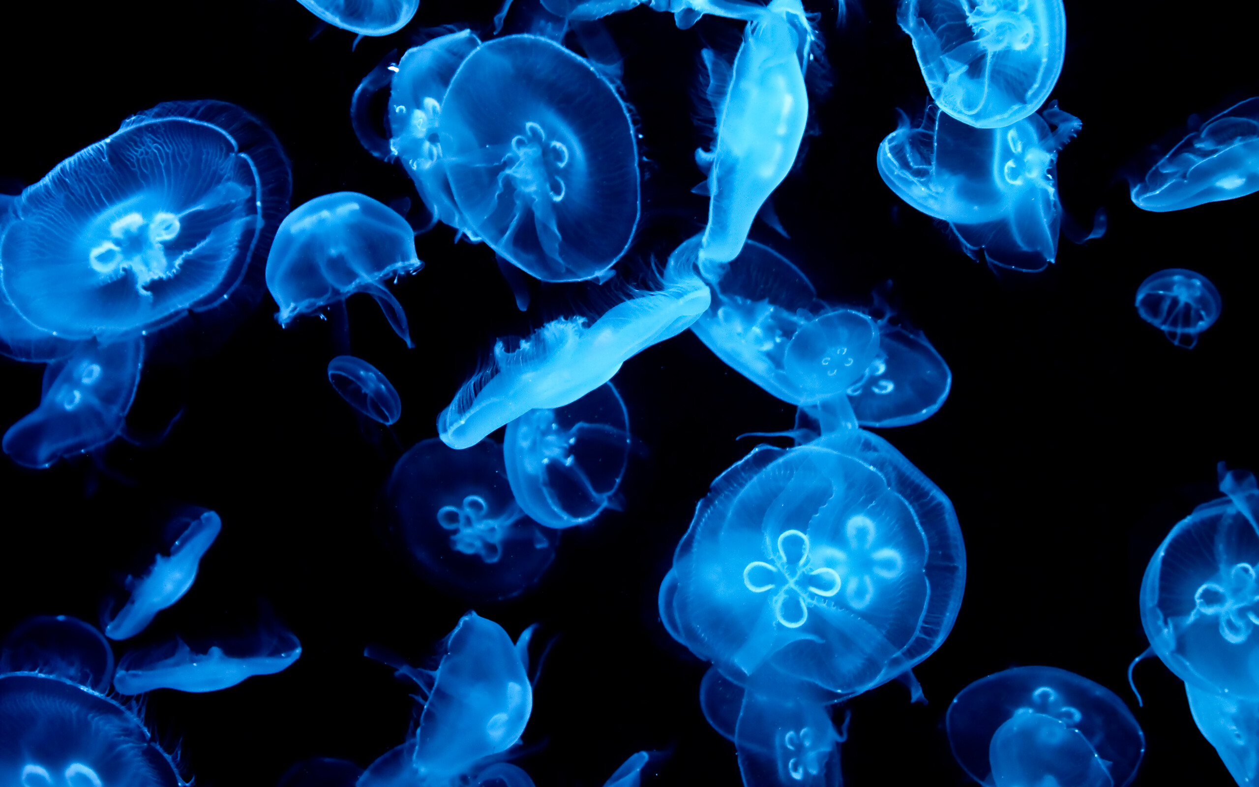 Moon jellyfish, Bioluminescent glow, Mystical creatures, Tranquil charm, 2560x1600 HD Desktop