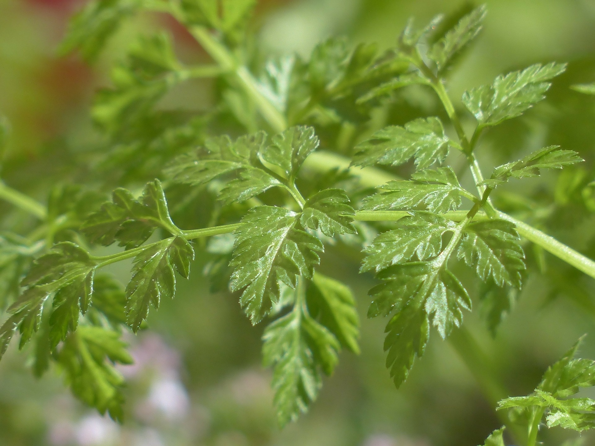 Chervil, Basic calories, 1920x1440 HD Desktop