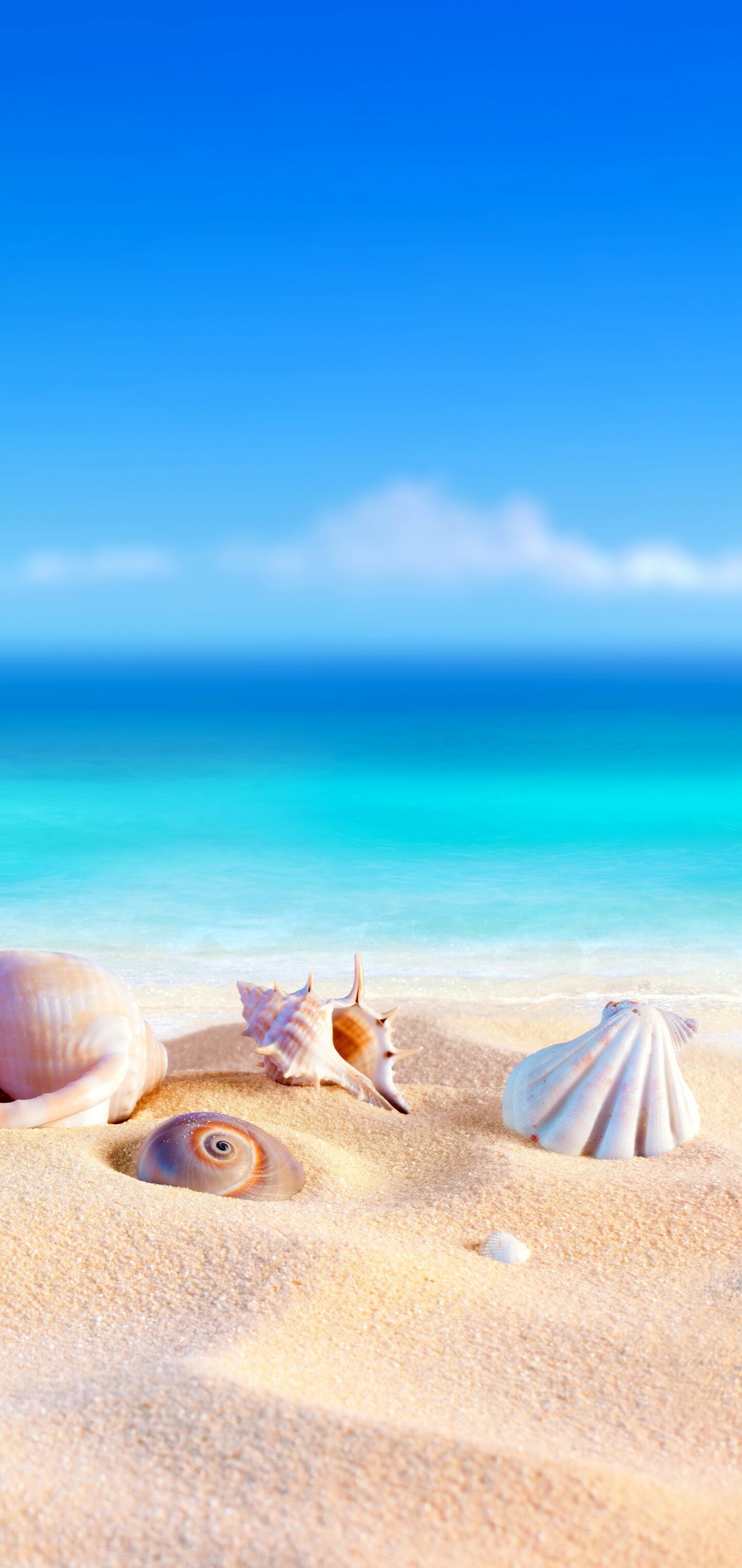 Seashells, Summer Wallpaper, 1440x3040 HD Phone