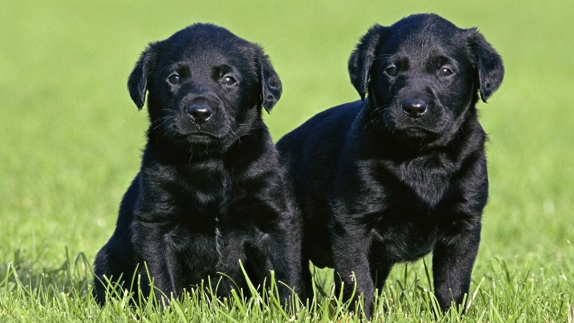 Labrador Retriever, Black dog, Wallpaper, High-resolution image, 1920x1080 Full HD Desktop