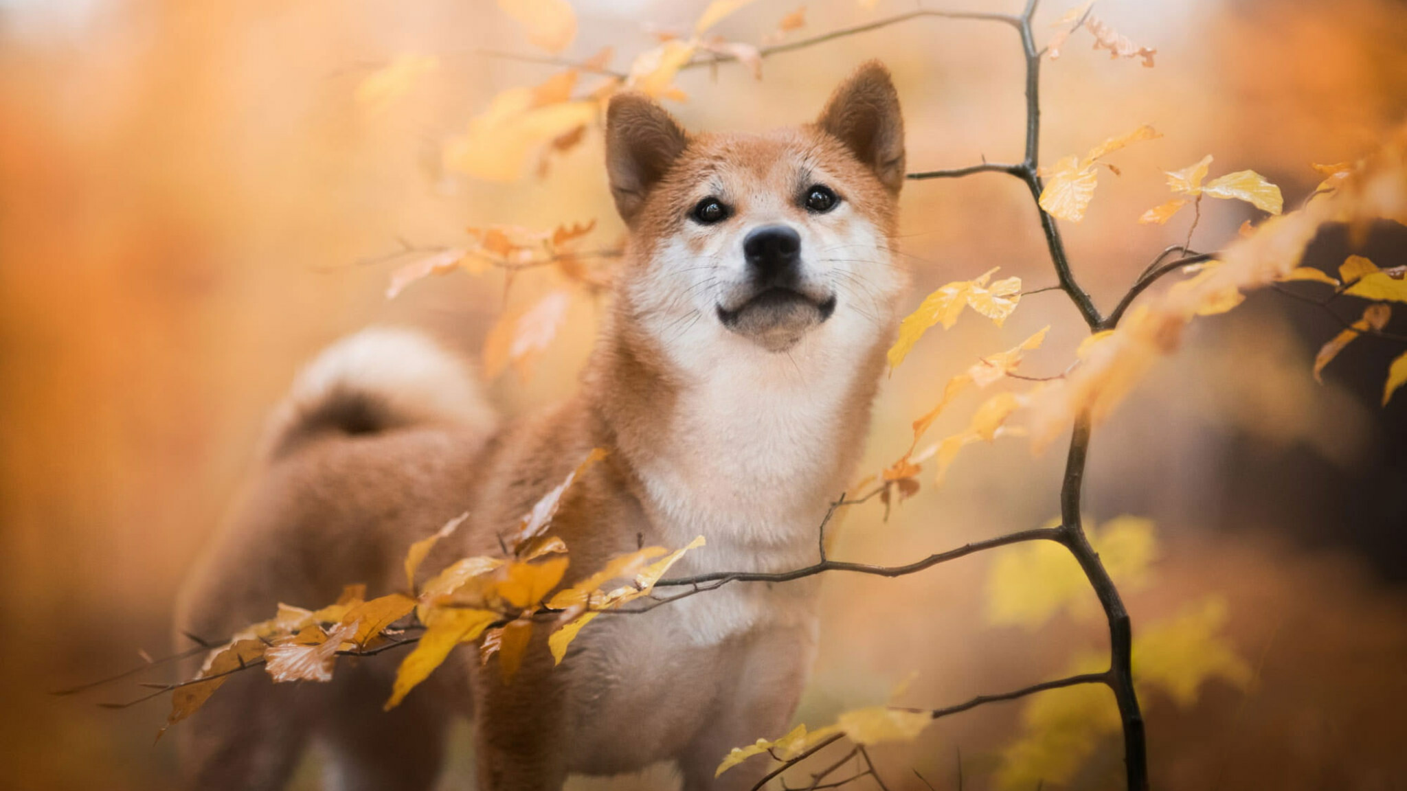 Shiba Inu, Fall pet, Baby animal, 2050x1160 HD Desktop