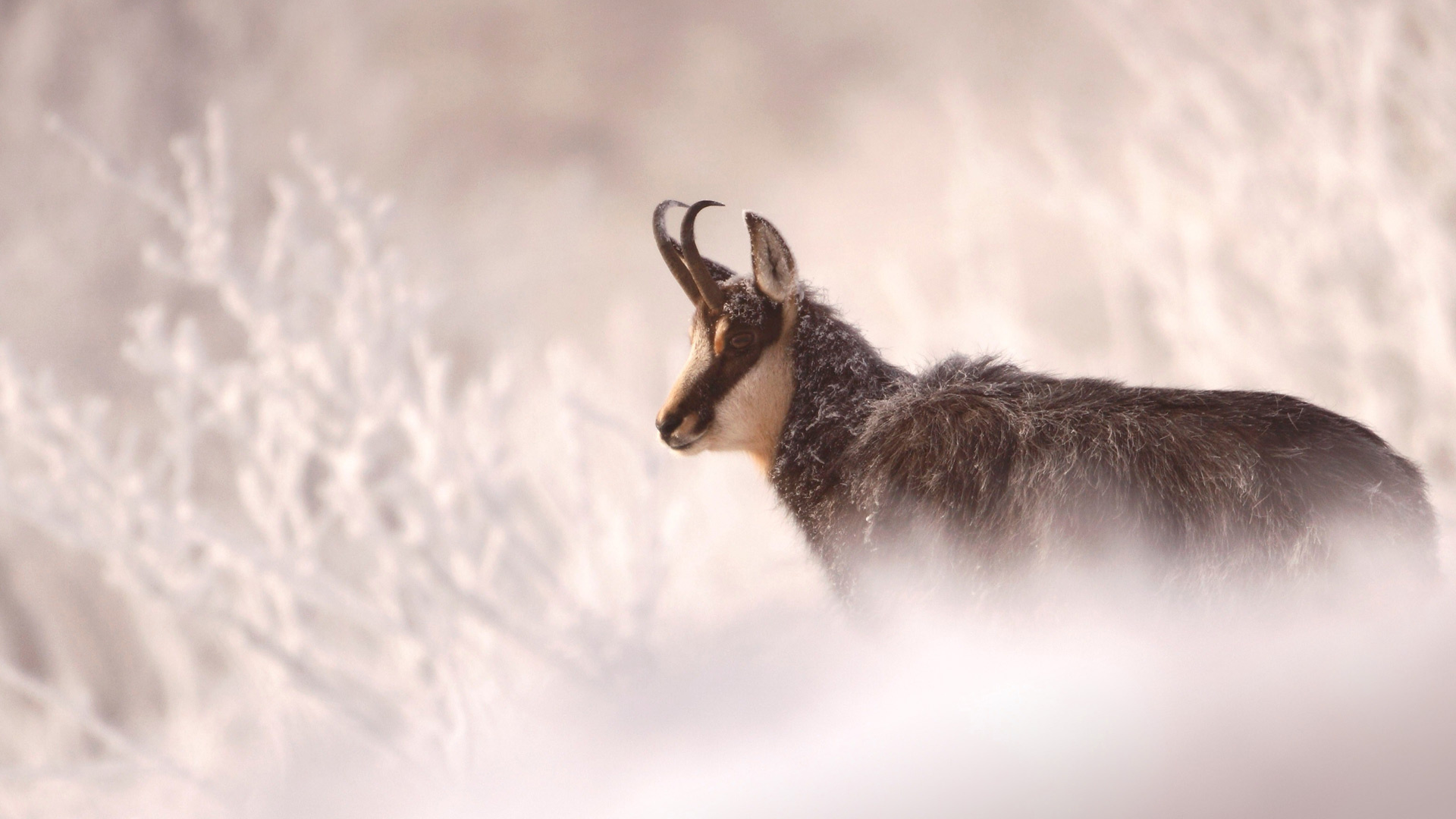 Chamois France, Bing wallpaper, Stunning image, Beautiful wildlife, 1920x1080 Full HD Desktop