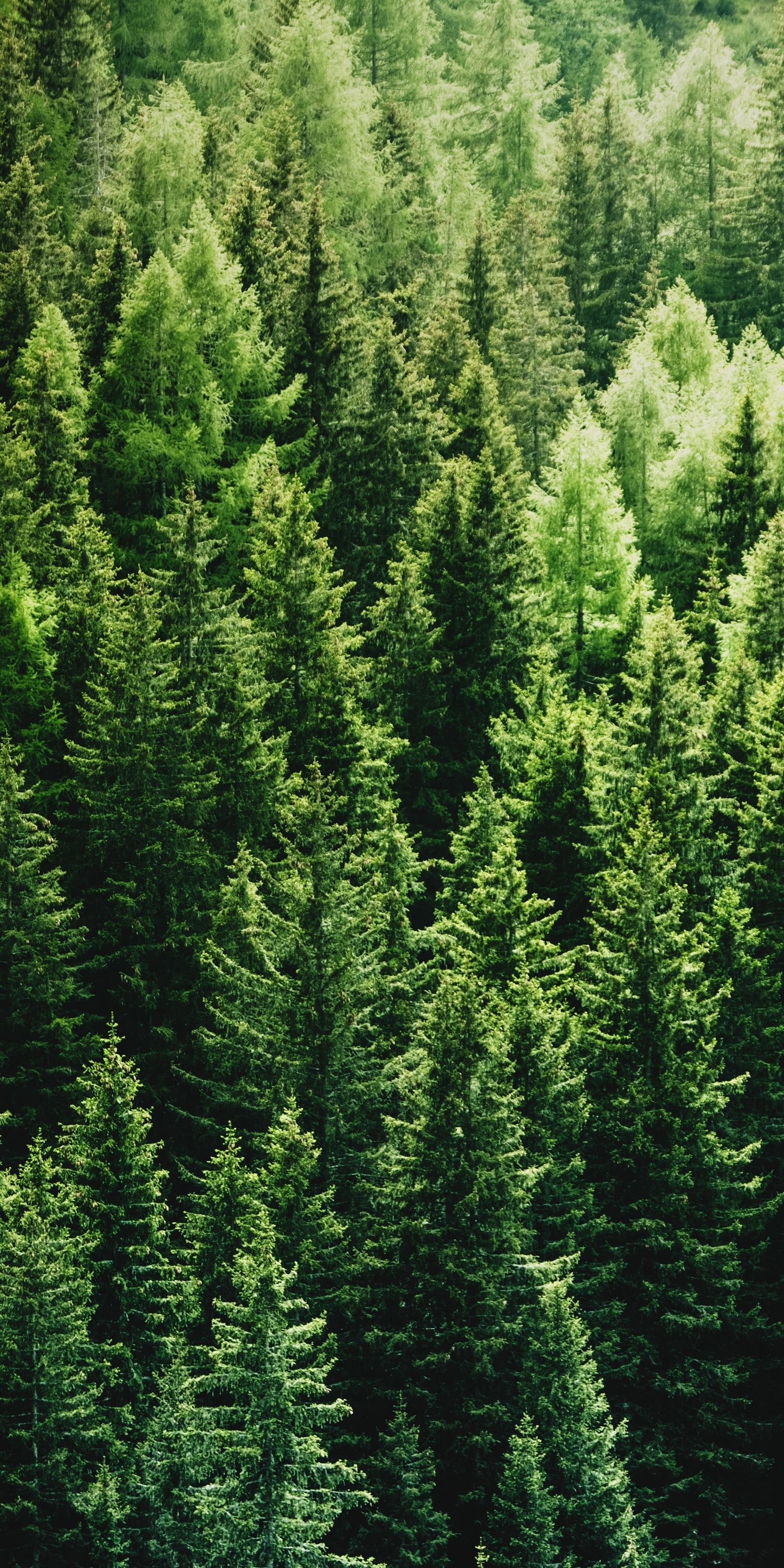 coniferous pine tree forest, dense evergreen canopy, aerial forest treetops, HD Phone wallpaper