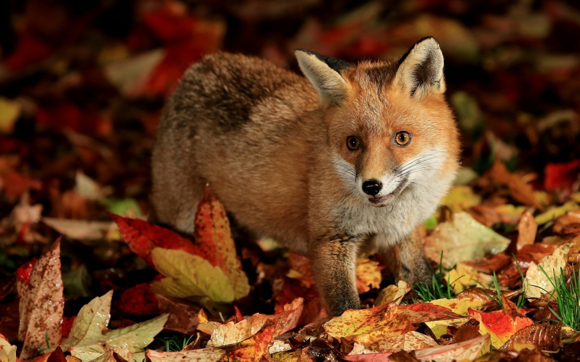 Cute fox wallpaper, Adorable animal, Whimsical design, Playful character, 1920x1200 HD Desktop