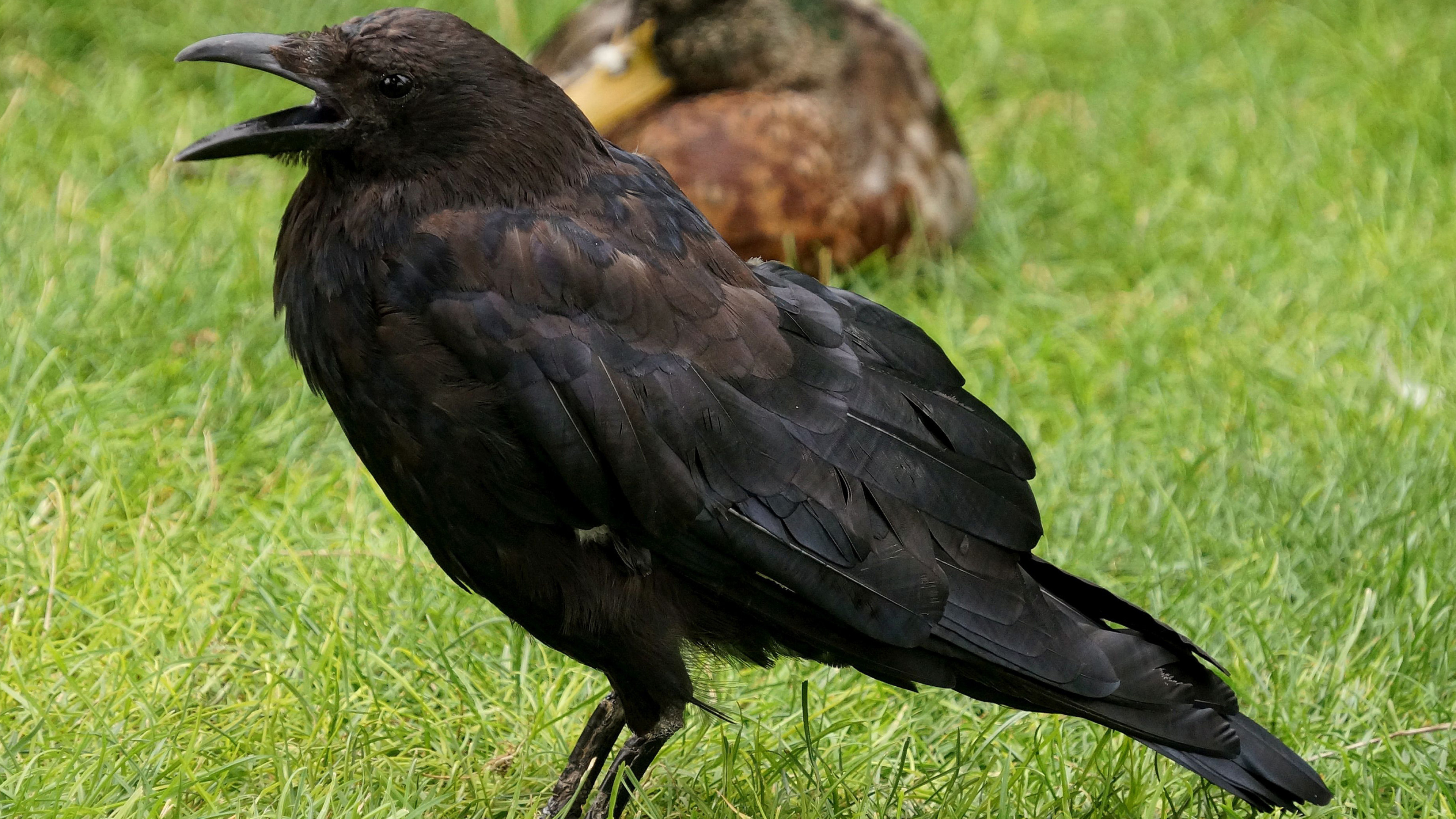 Crow wallpaper, Majestic bird, Black beauty, Nature's marvel, 3840x2160 4K Desktop