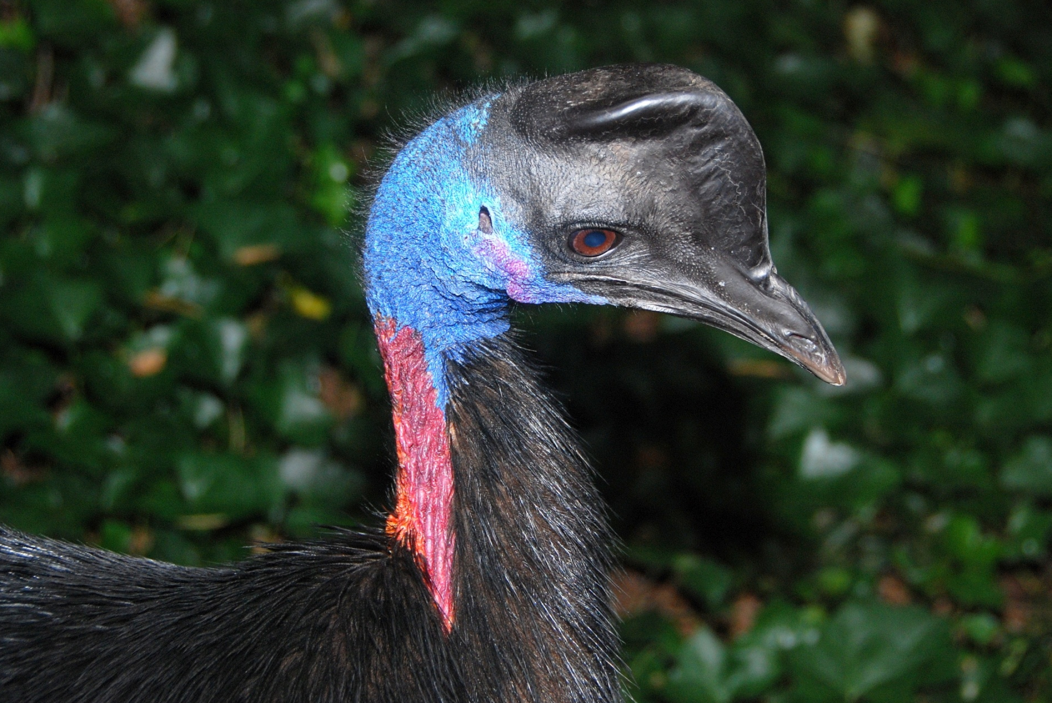 Dwarf cassowary image, Casuarius bennetti species, Unique bird photography, Intriguing avian discovery, 2100x1410 HD Desktop