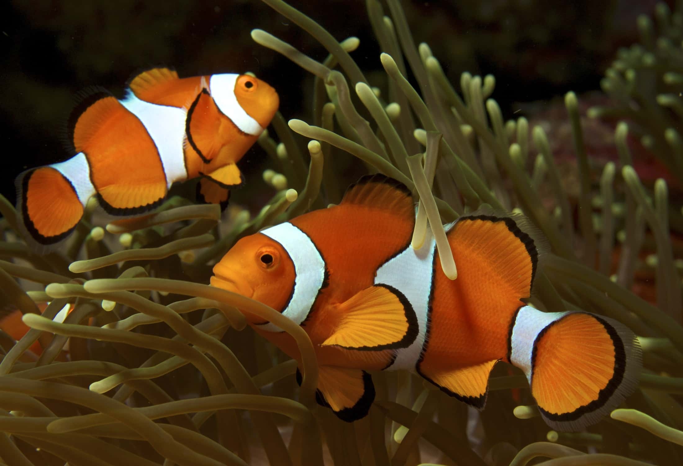 Clownfish, Samantha Johnson, Posted,, 2200x1500 HD Desktop