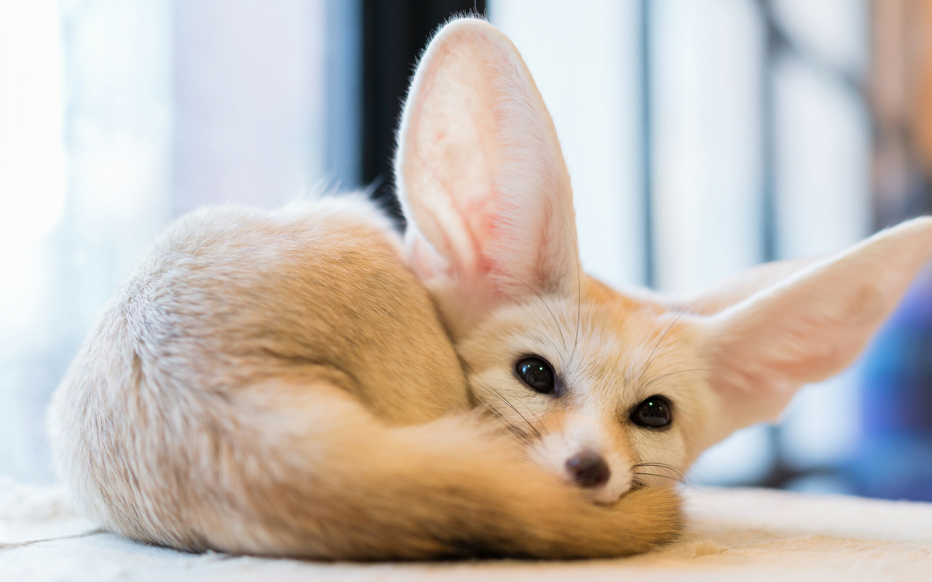 Fennec fox, 4K wallpapers, Full HD, Captivating eyes, 1920x1200 HD Desktop