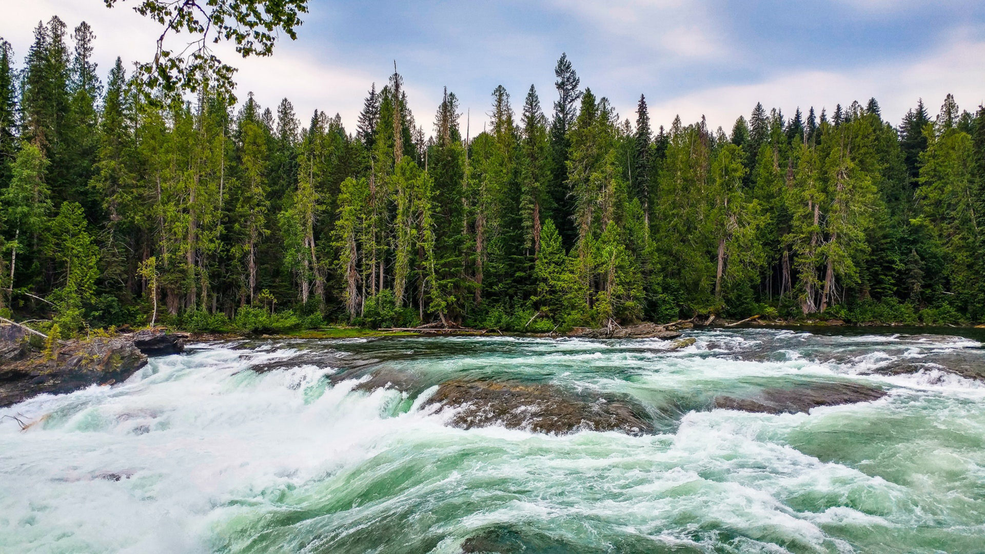 whitewater river rapids, dense pine tree forest, rocky river cascade, Full HD Desktop wallpaper