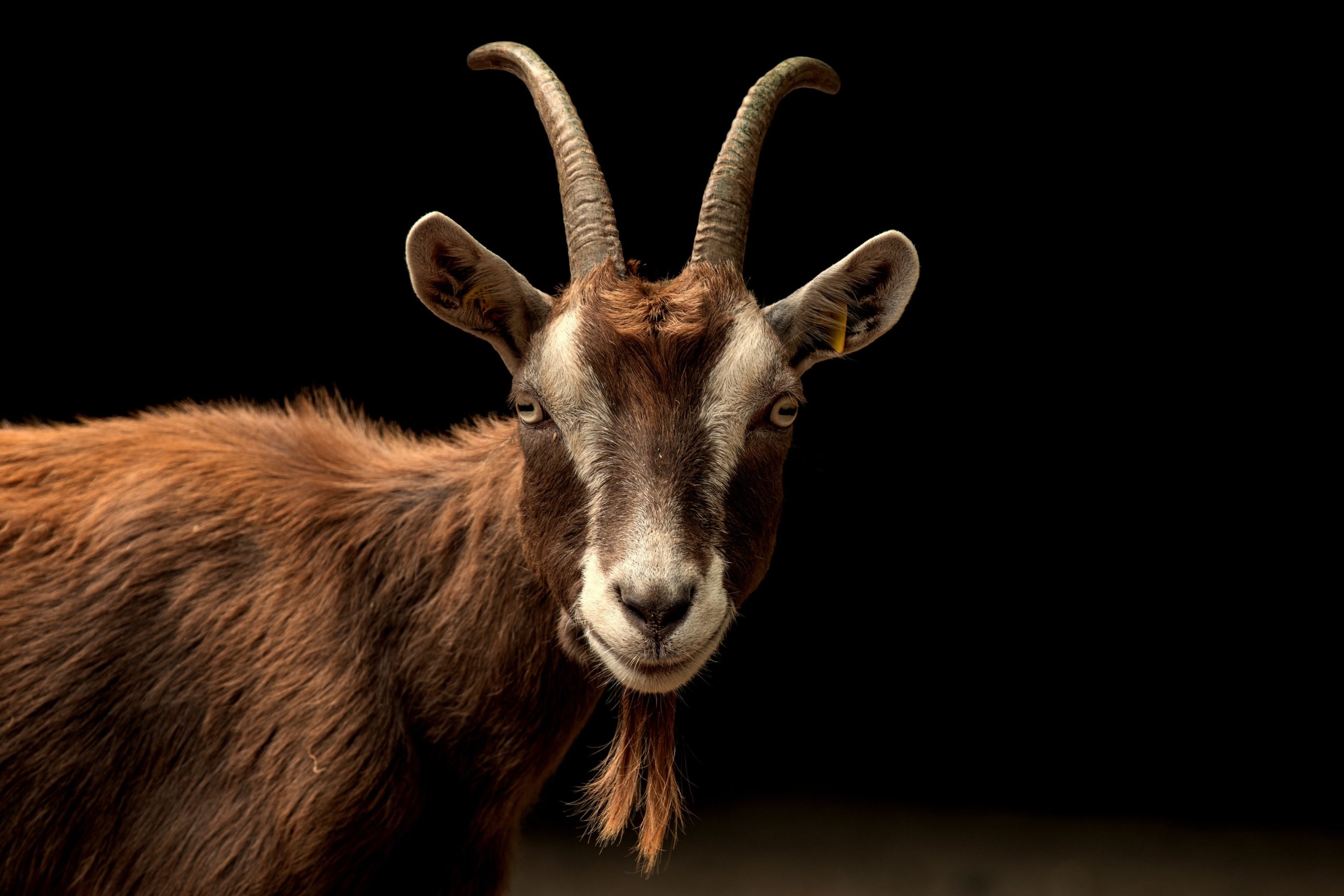 The Thuringian, Goats Wallpaper, 2560x1710 HD Desktop
