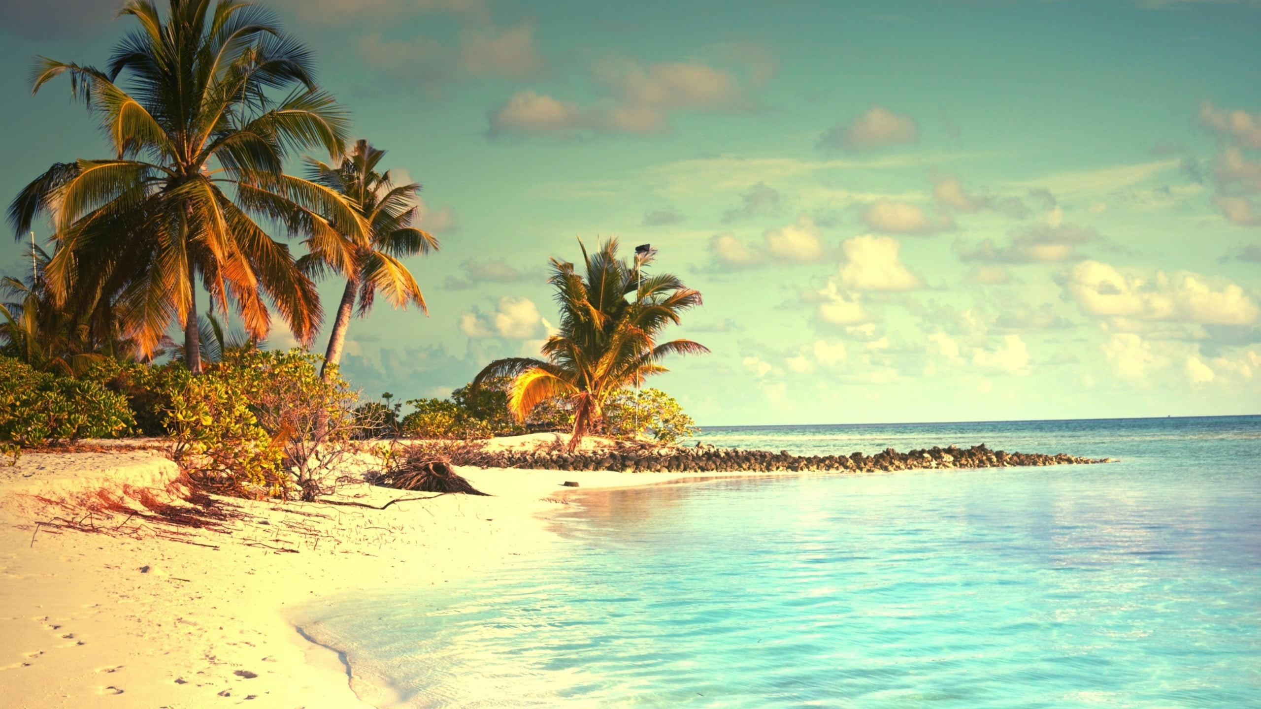 Coconut palm trees, White sand beach, Turquoise ocean water, HD Desktop wallpaper