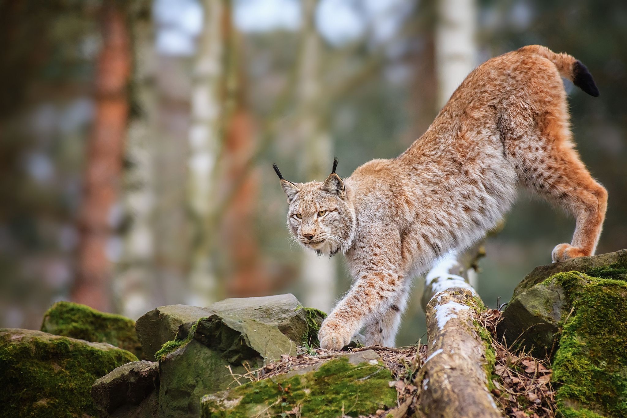 Lynx wallpapers, Elusive beauty, Snowy habitat, Graceful movements, 2050x1370 HD Desktop