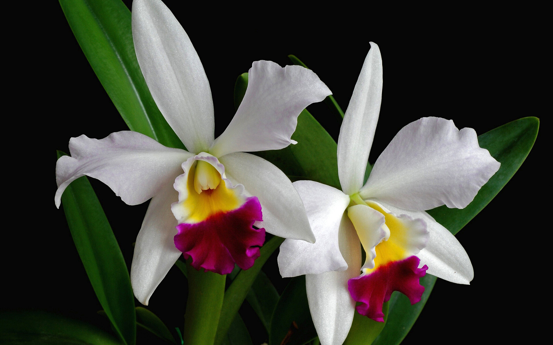 Christmas Orchid, Orchids Wallpaper, 1920x1200 HD Desktop