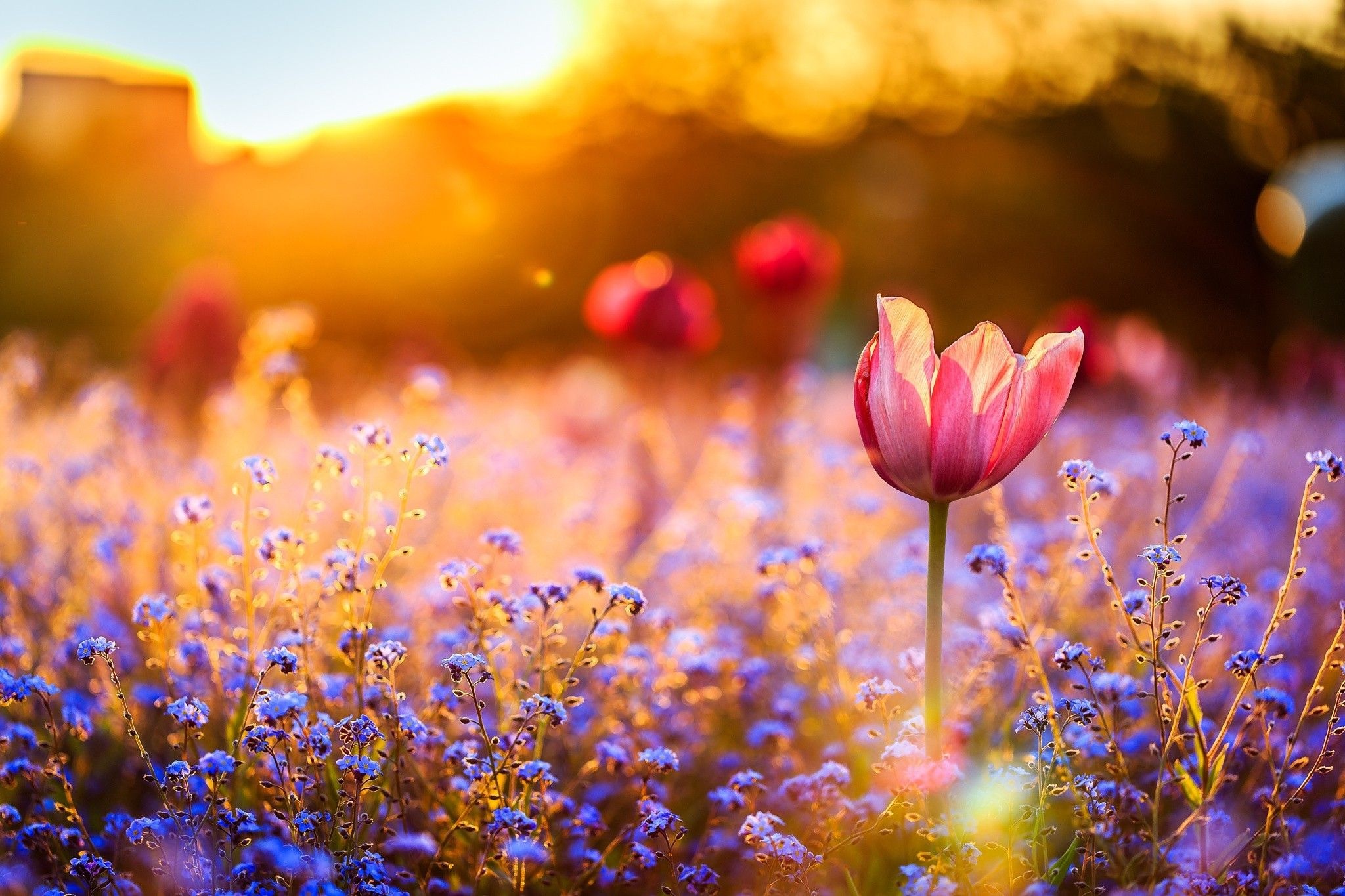pink tulip, blue forget-me-not flowers, golden hour sunlight, HD Desktop wallpaper
