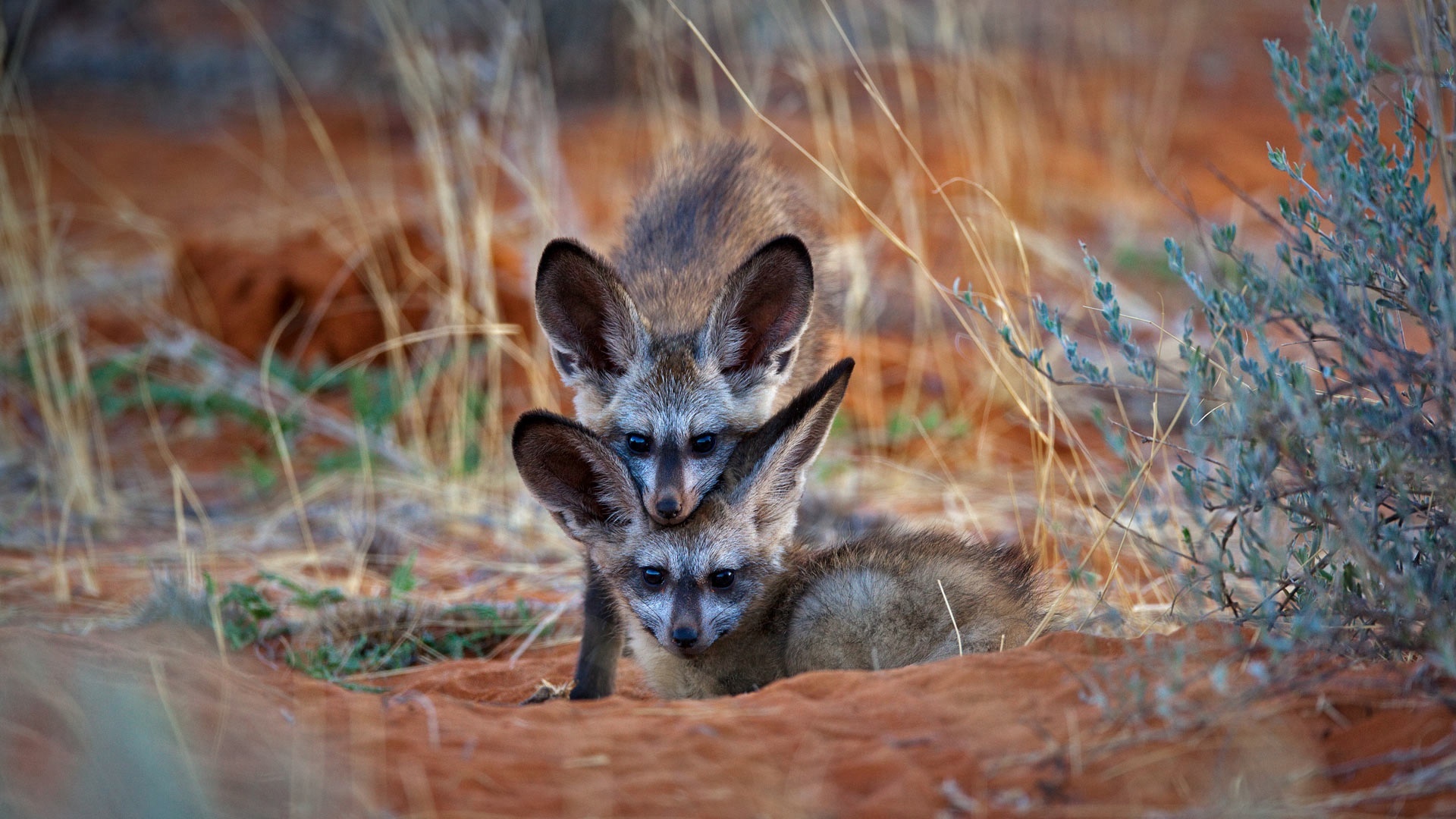 Afrika Fchse, Botswana wildlife, Remarkable photography, Stunning wallpaper, 1920x1080 Full HD Desktop