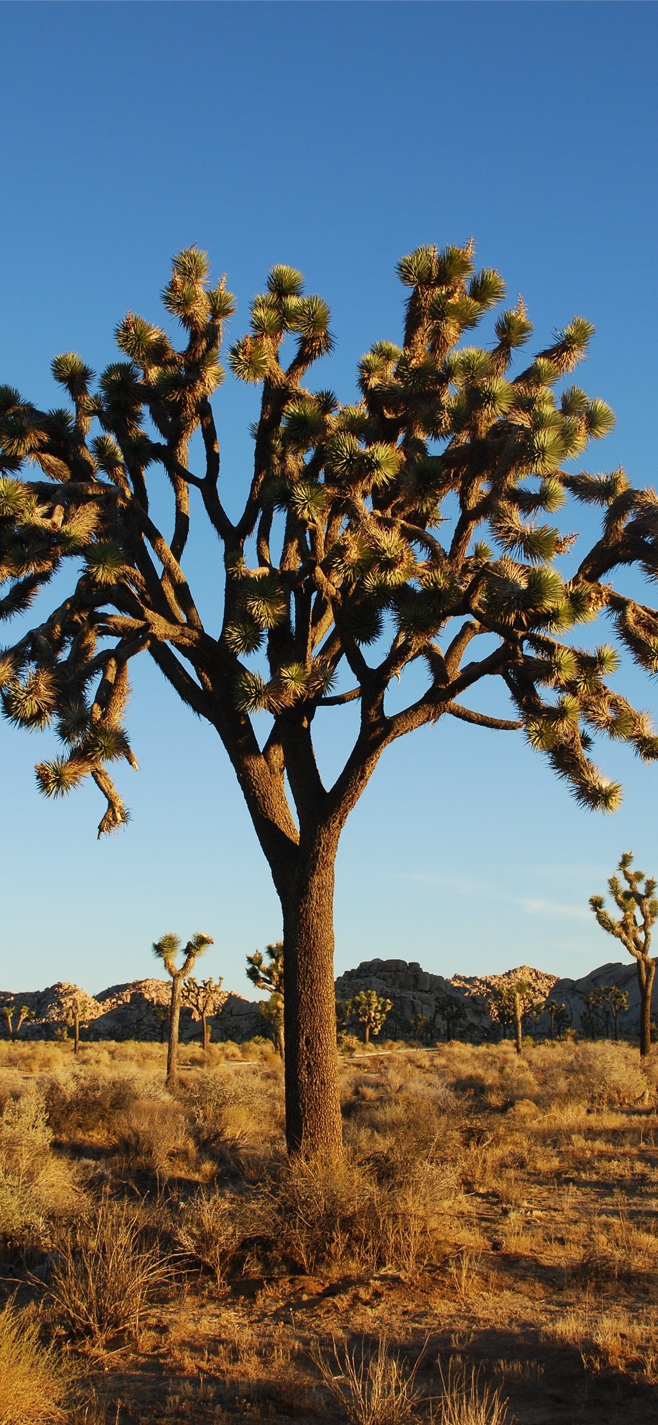 Joshua Tree National Park, iPhone wallpapers, Free download, Serene beauty, 1290x2780 HD Phone