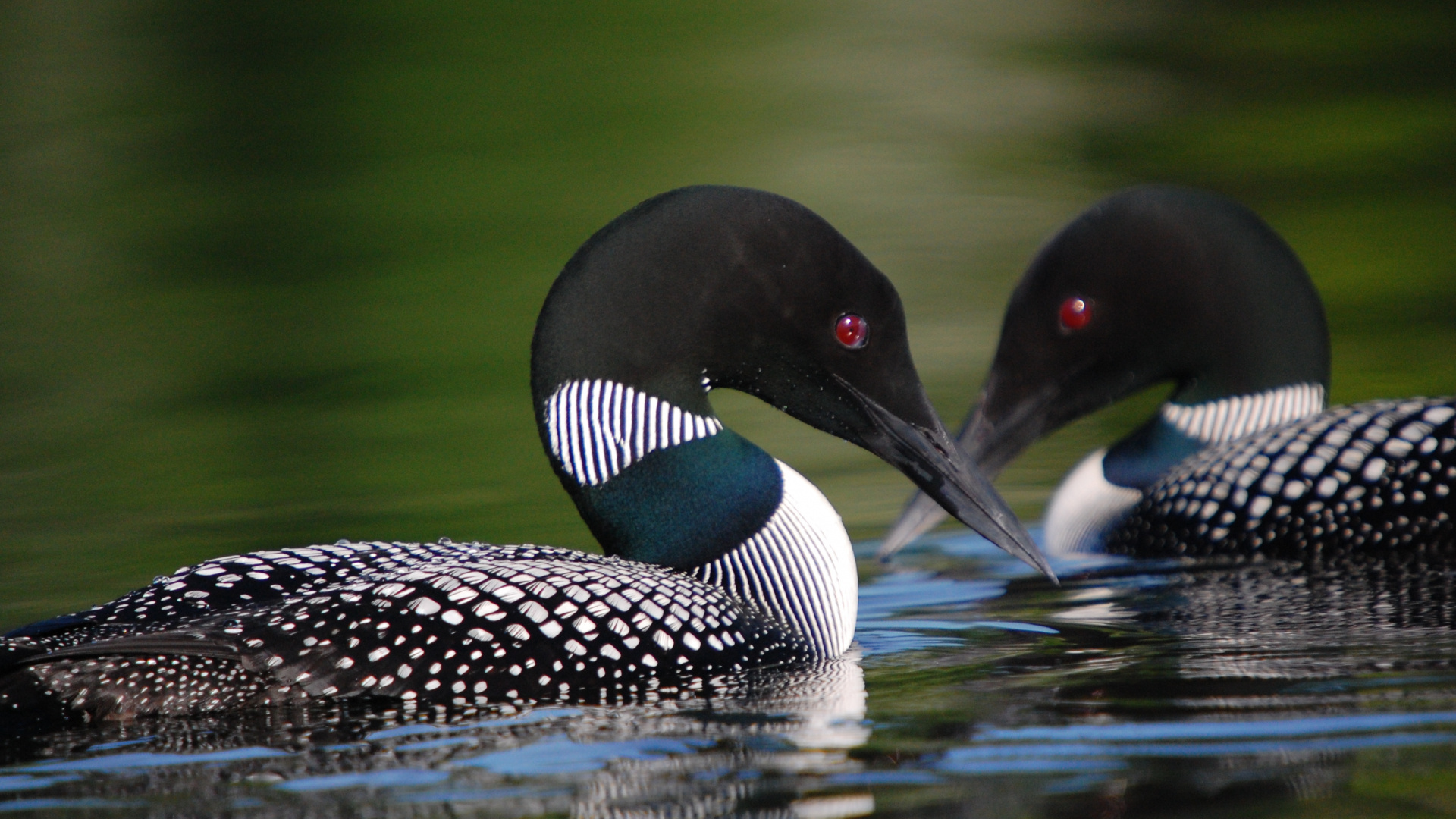 Loons on a lake, Wallpaper photos, Good pix gallery, Desktop, 1920x1080 Full HD Desktop