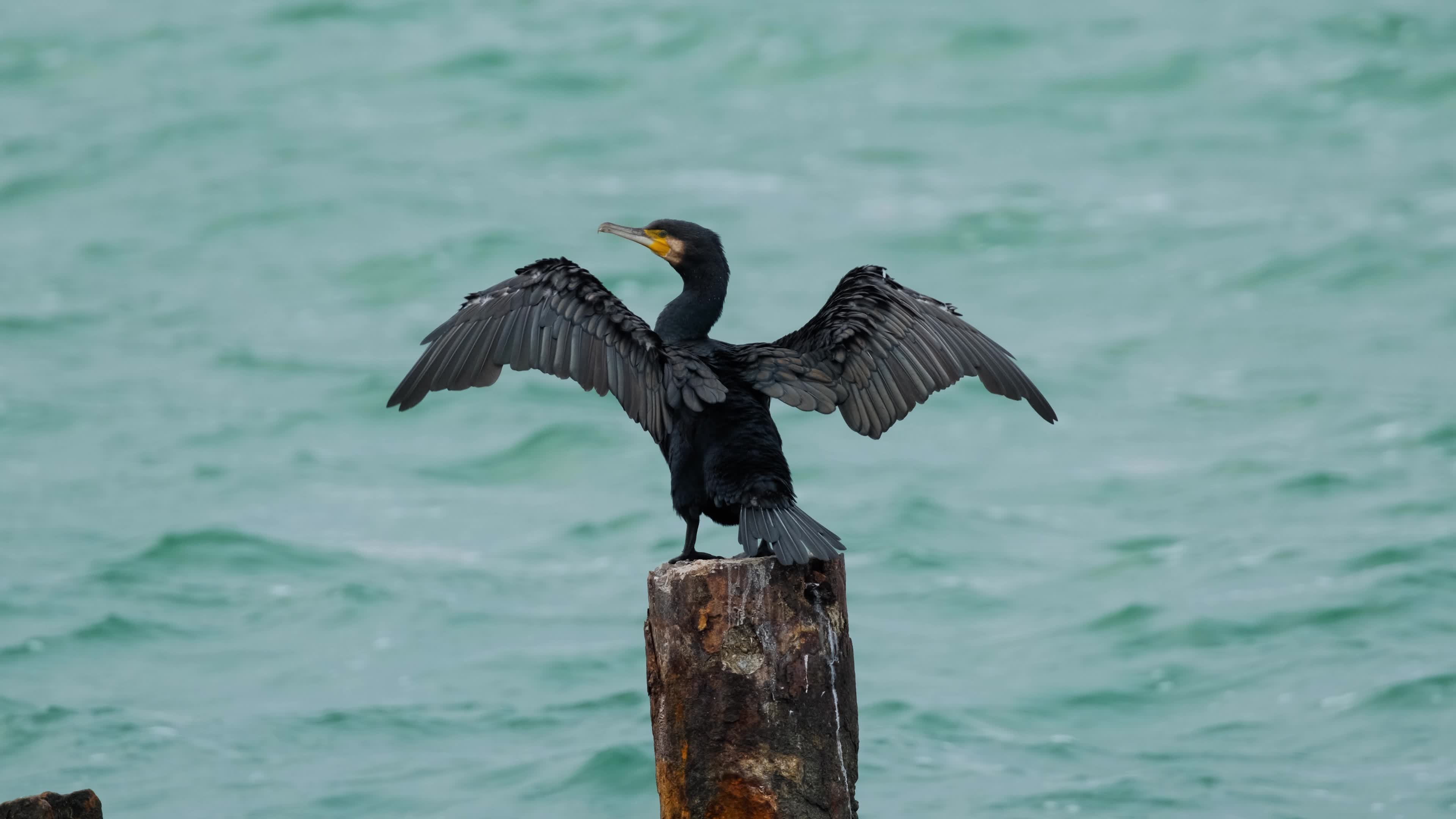 Cormorant, Black water, Stock footage, Free, 3840x2160 4K Desktop