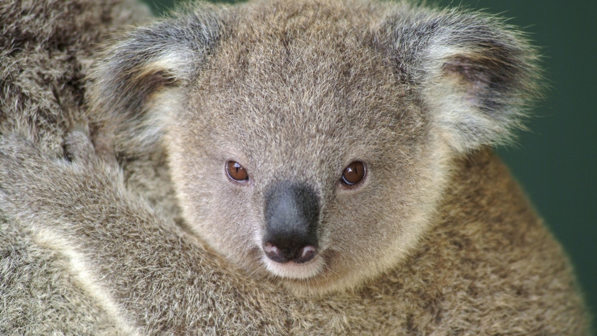 1920x1200 koala wallpapers, High-definition koala backgrounds, Crisp images, Desktop wonders, 1920x1080 Full HD Desktop