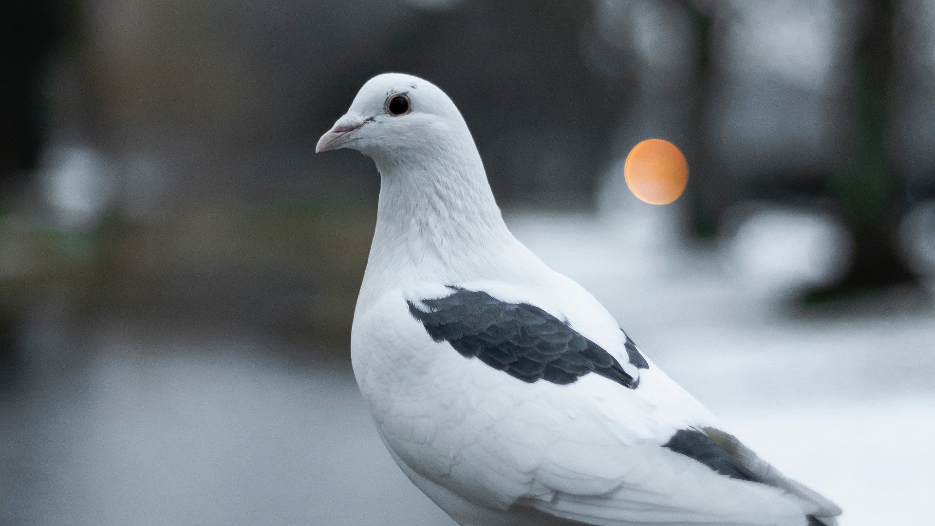 White pigeon wallpaper, 4k Ultra HD, HD wallpaper, Plume perfection, 3840x2160 4K Desktop