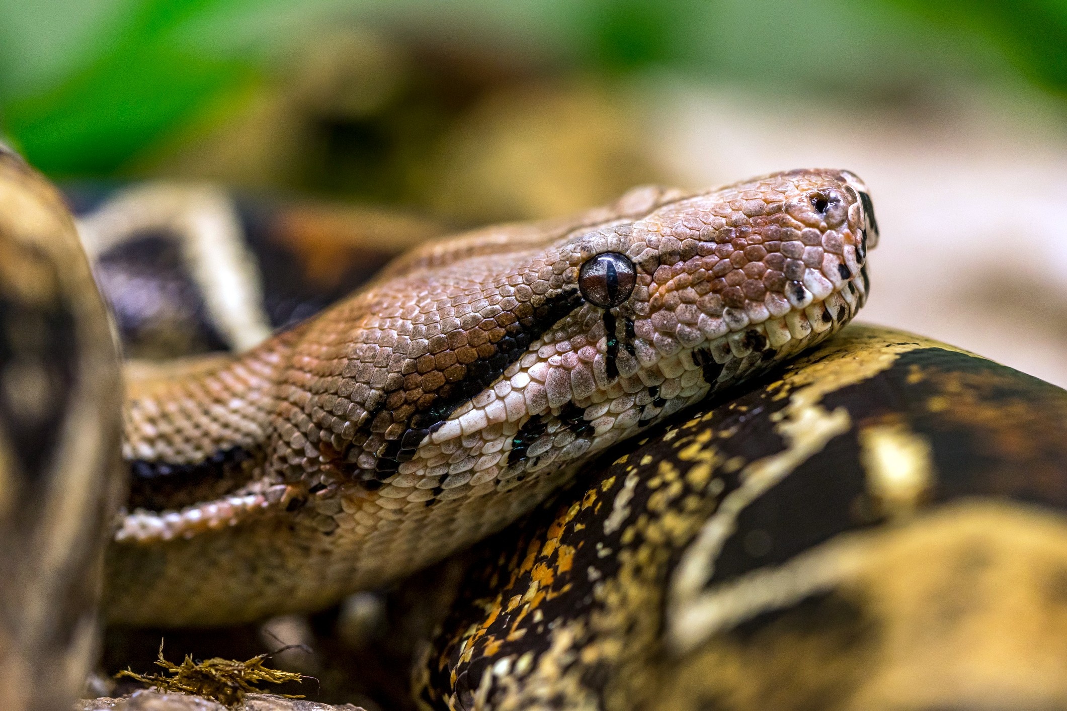 Boa Constrictor, Boa constrictor, Pet facts, Care guide, 2130x1420 HD Desktop