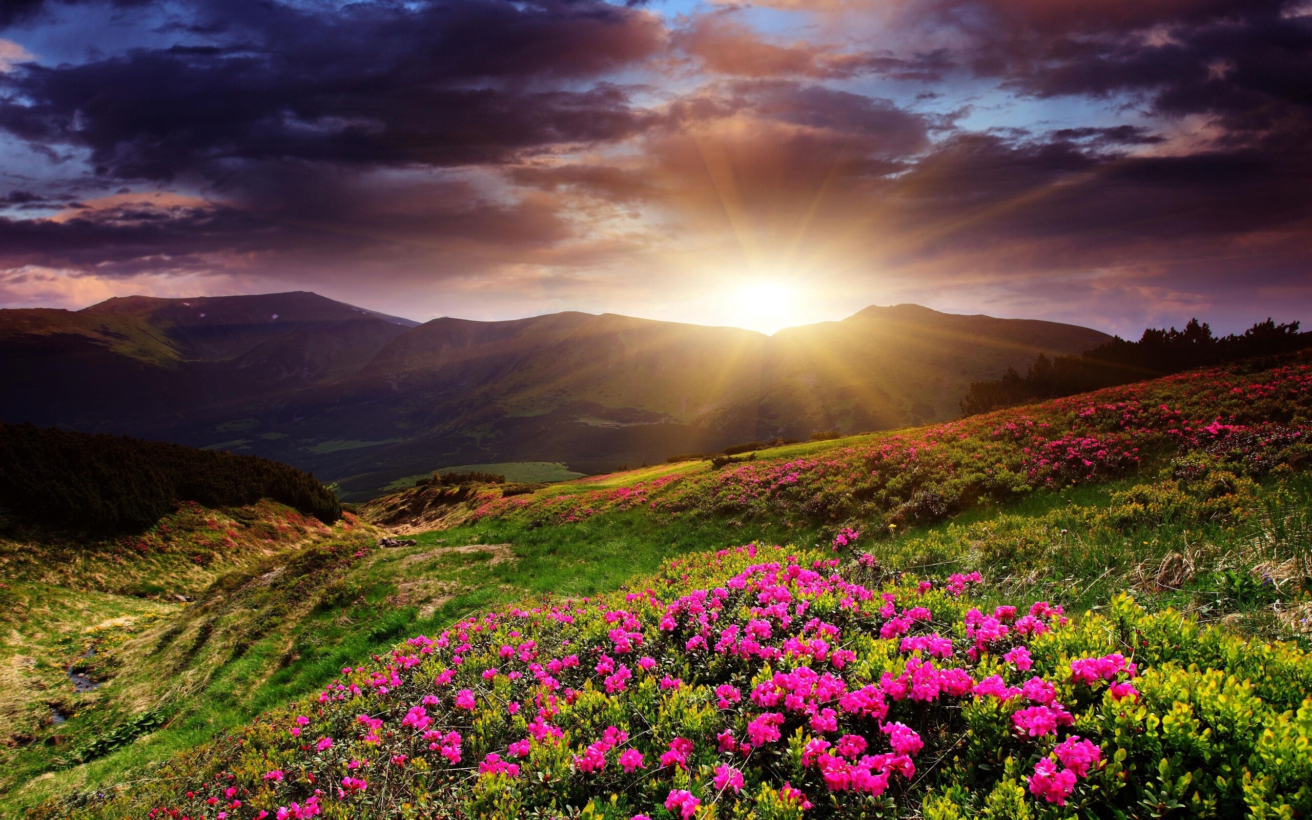 Sunrise HD, Dawn beauty, Scenic view, Morning serenity, 2560x1600 HD Desktop