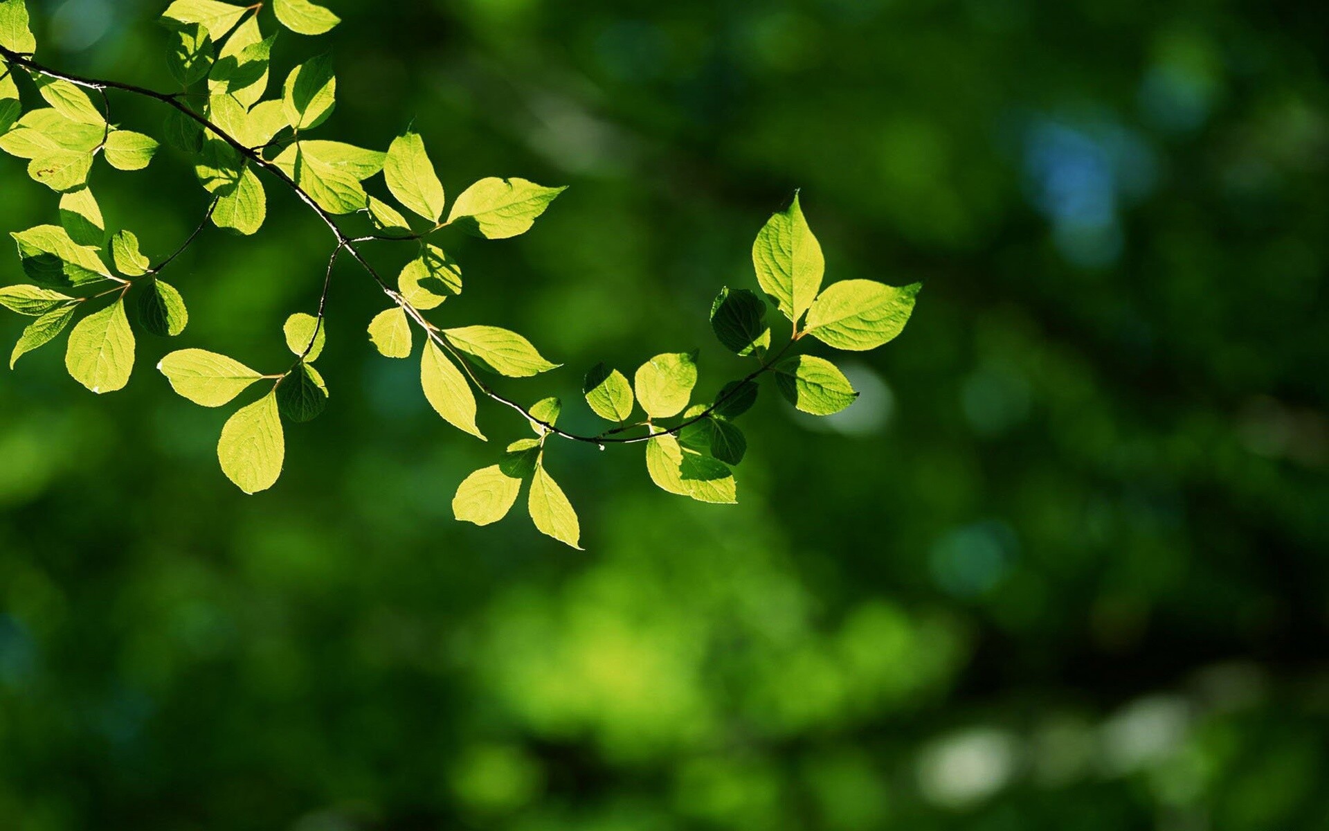 Leaf, Vibrant foliage, Nature's palette, Botanical beauty, 1920x1200 HD Desktop